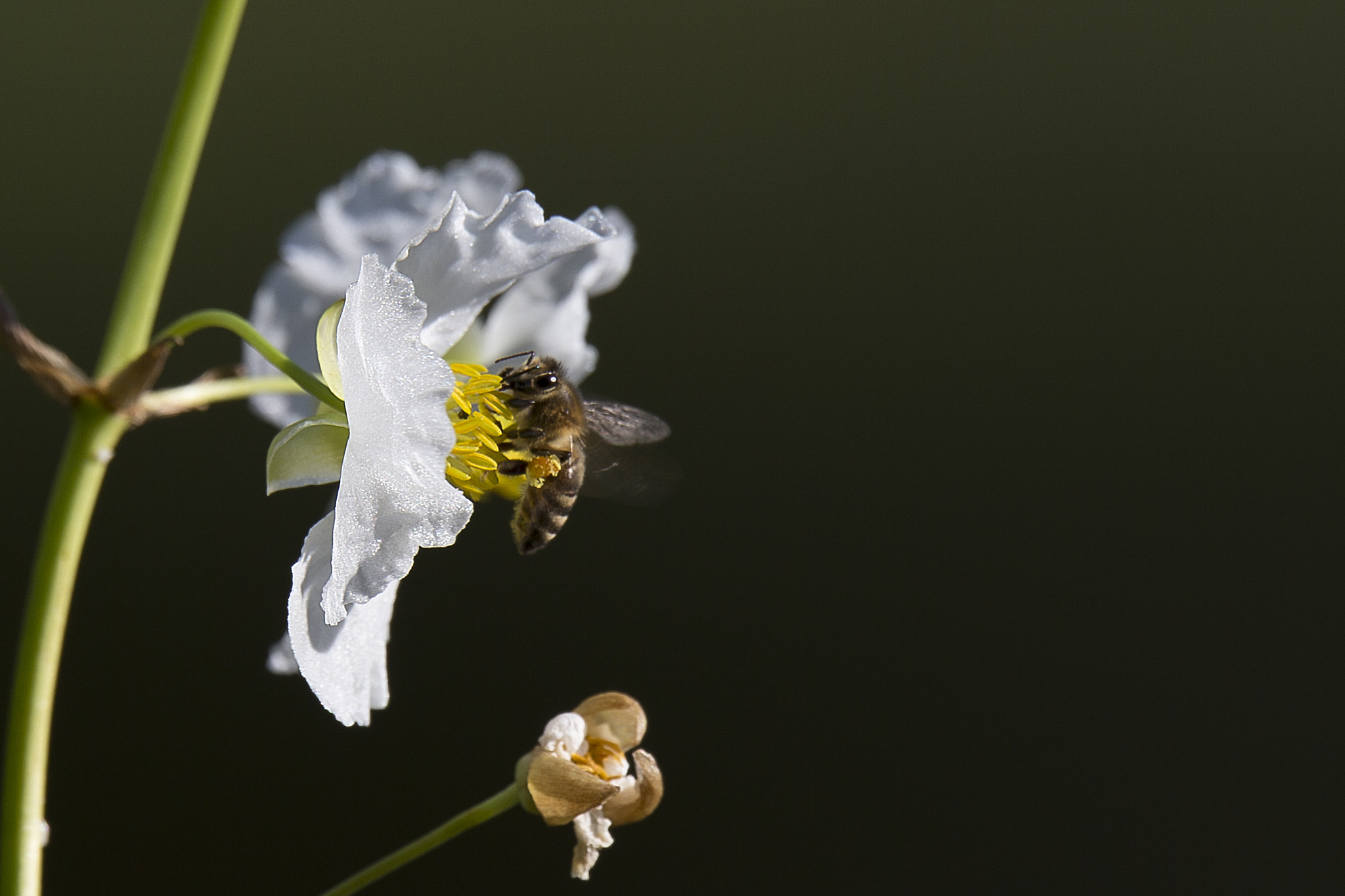 Sigma 150-600mm F5-6.3 DG OS HSM | C sample photo. Bee on flower photography