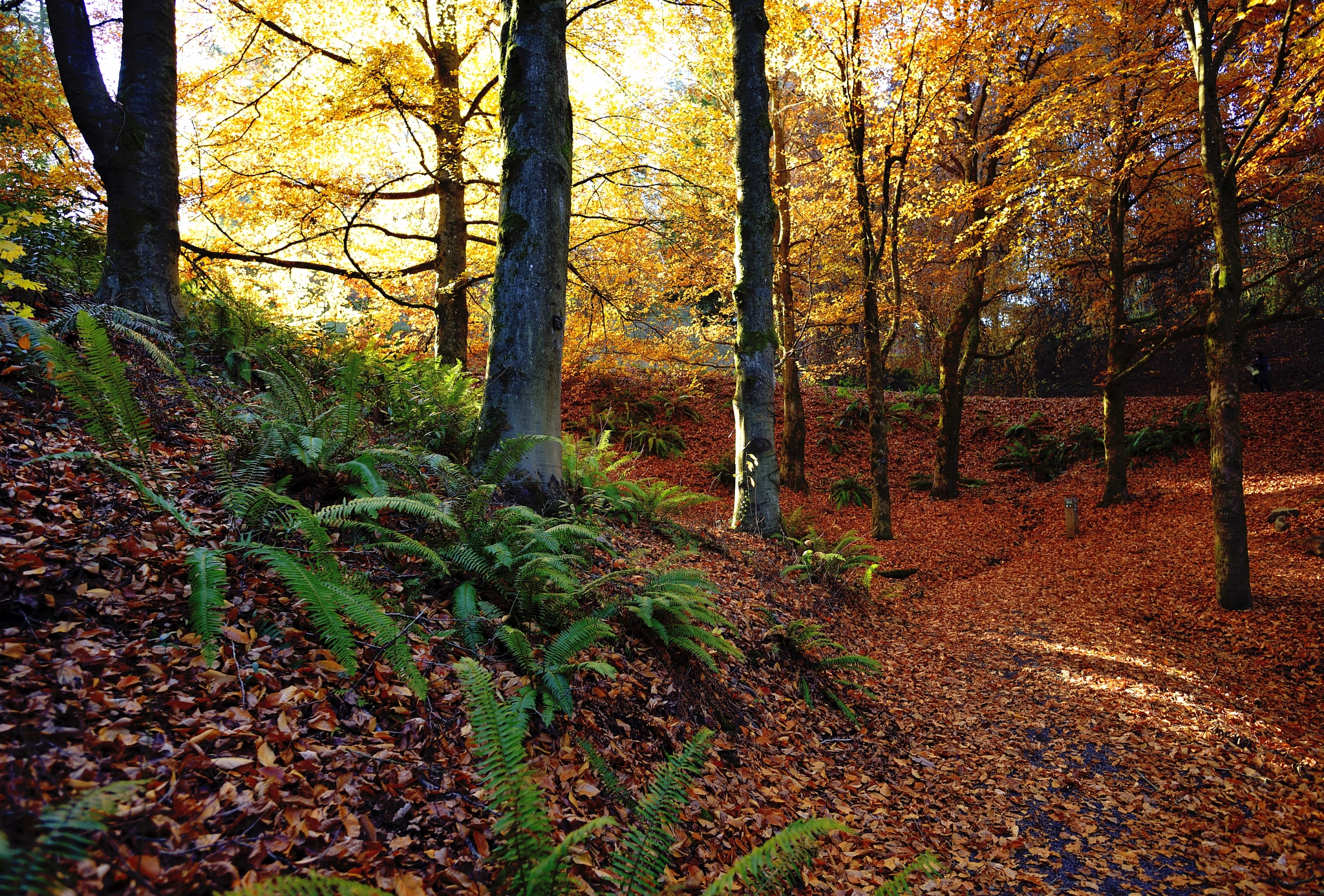 Nikon D800E + Nikon AF-S Nikkor 20mm F1.8G ED sample photo. Last sunlight of autumn photography