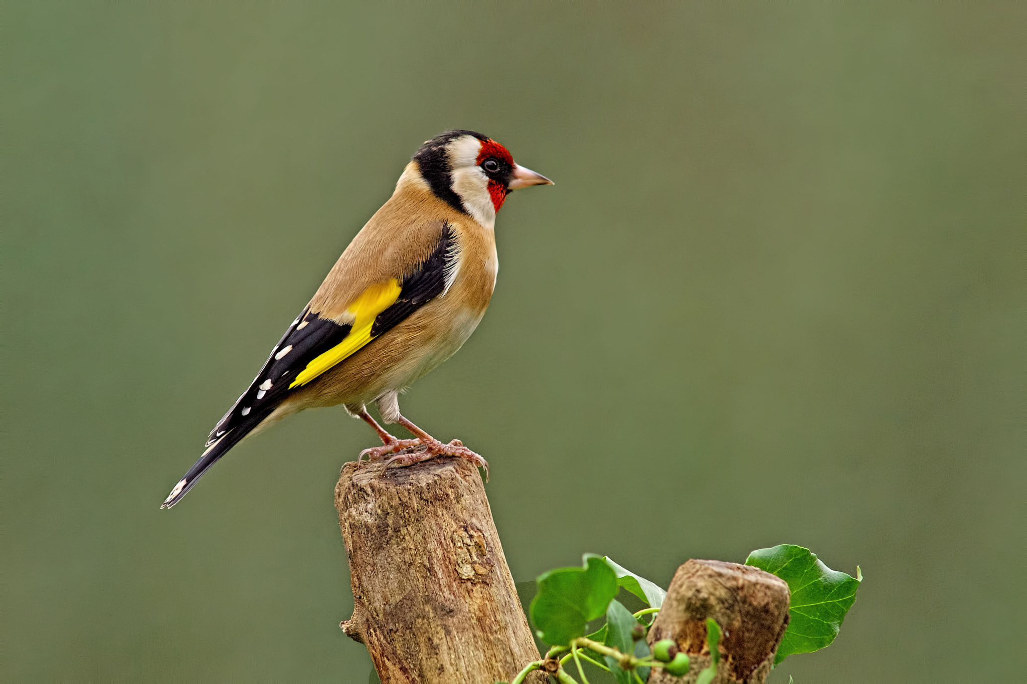 Sony a99 II + Minolta AF 300mm F2.8 HS-APO G sample photo. Goldie photography