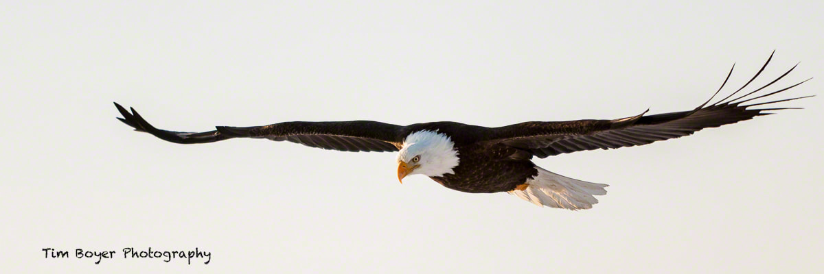 Canon EOS-1D Mark II sample photo. Bald eagle morning flight photography