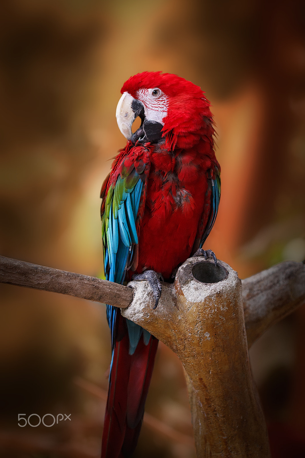 Canon EOS 550D (EOS Rebel T2i / EOS Kiss X4) + Canon EF 100mm F2.8 Macro USM sample photo. A green-winged macaw at the jurong bird's park in singapore. photography