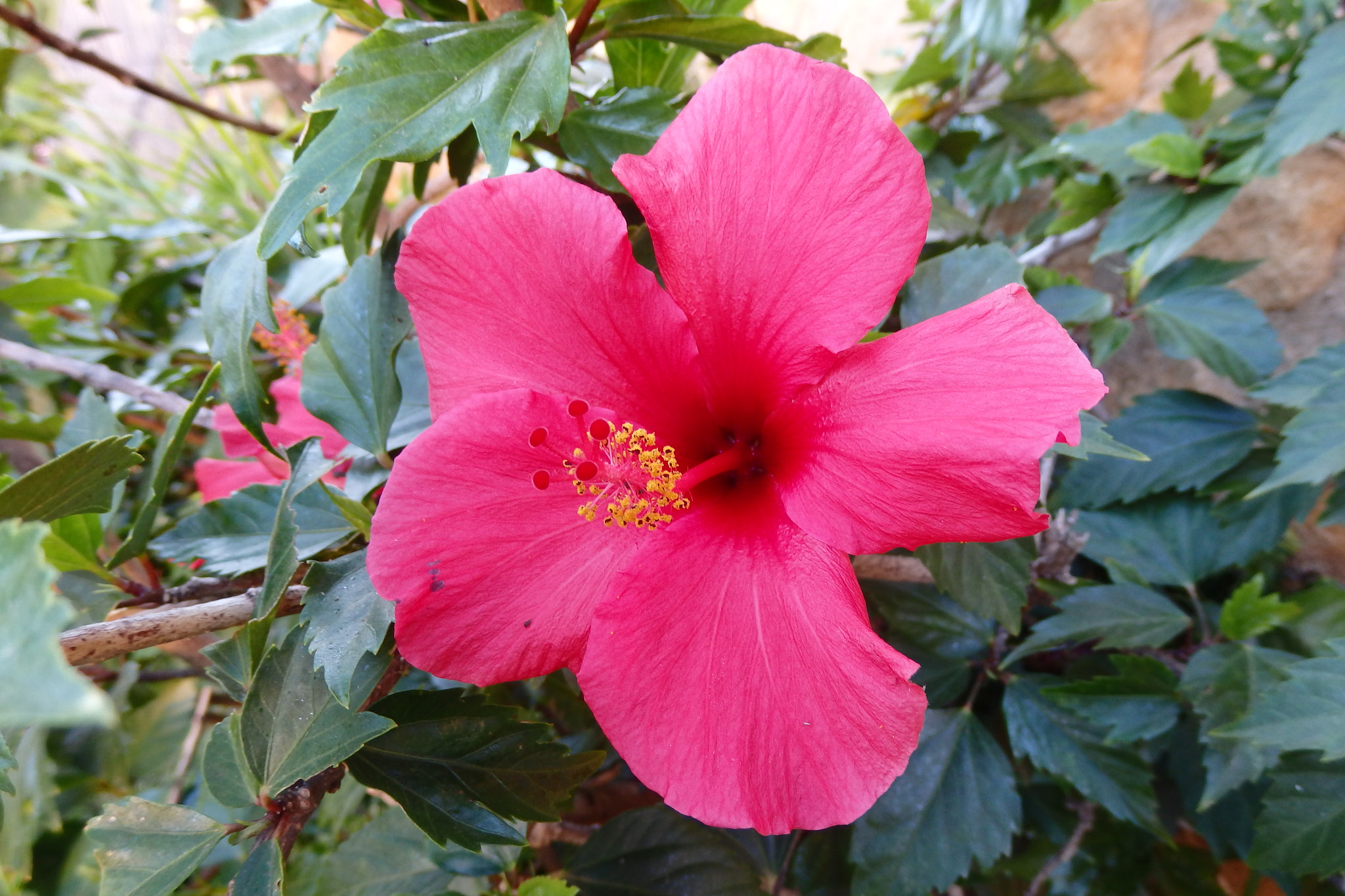 Olympus SH-50 sample photo. La flor de mi jardín photography