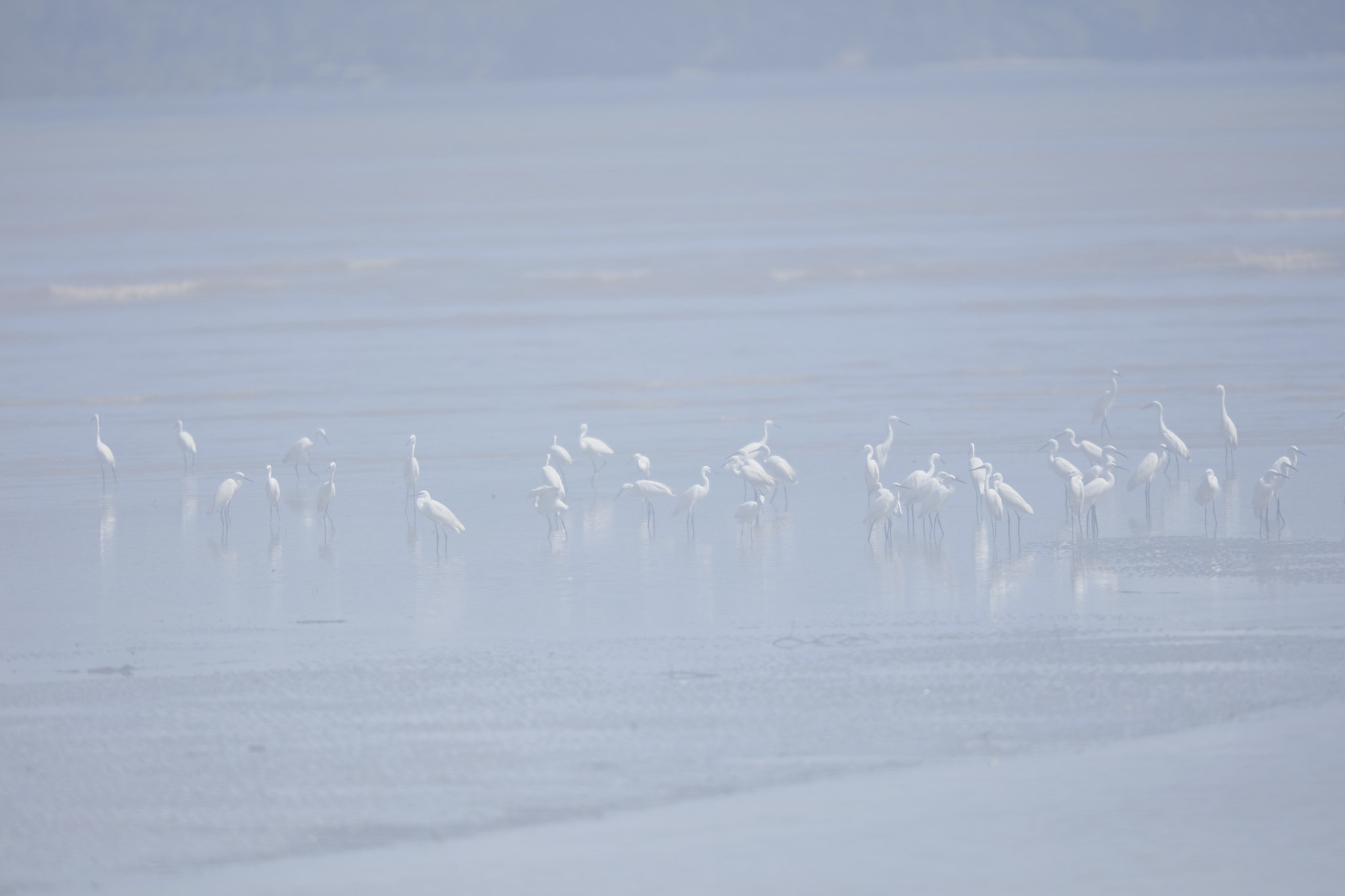 Canon EF 200mm F2L IS USM sample photo. Egrets photography
