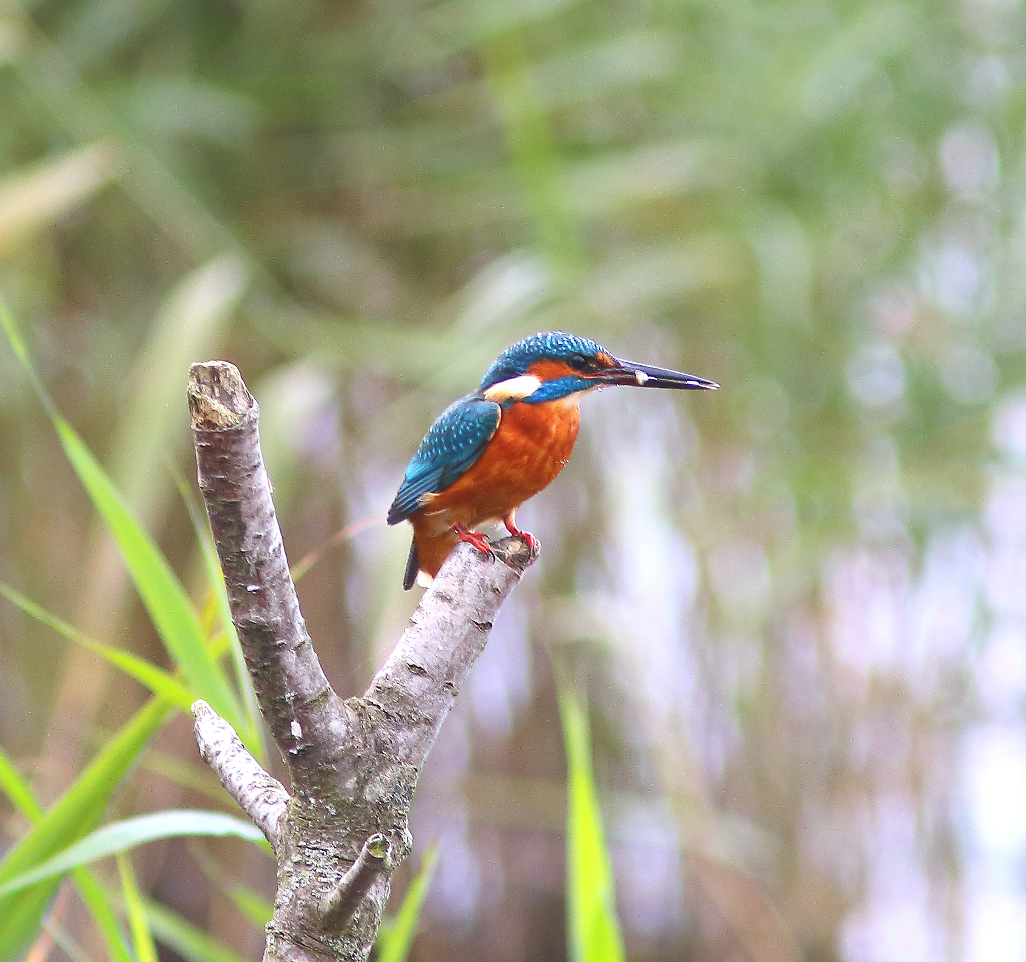 Canon EF 300mm F4L IS USM sample photo. Kingfisher photography