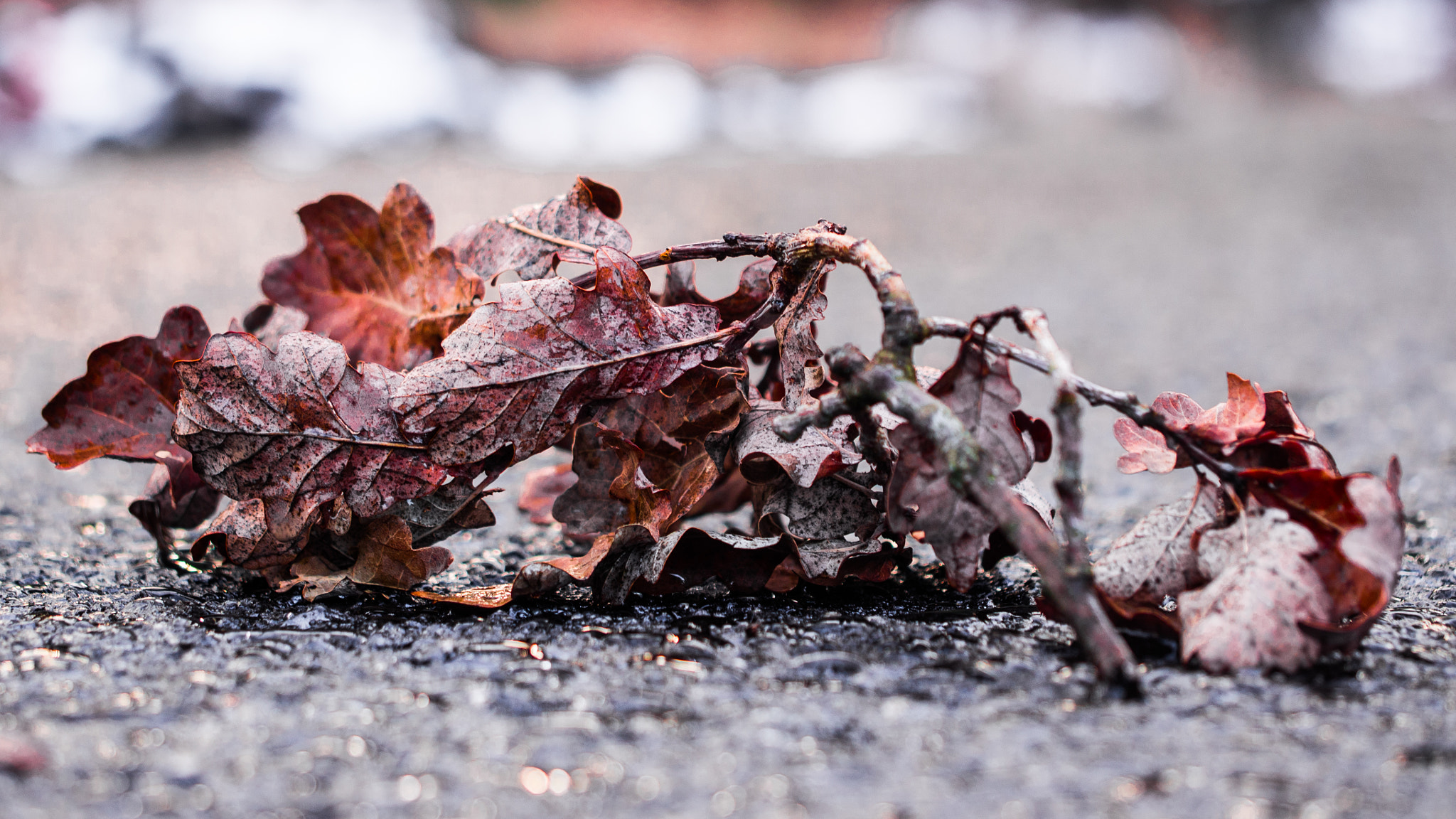 Olympus PEN E-PL5 sample photo. * photography