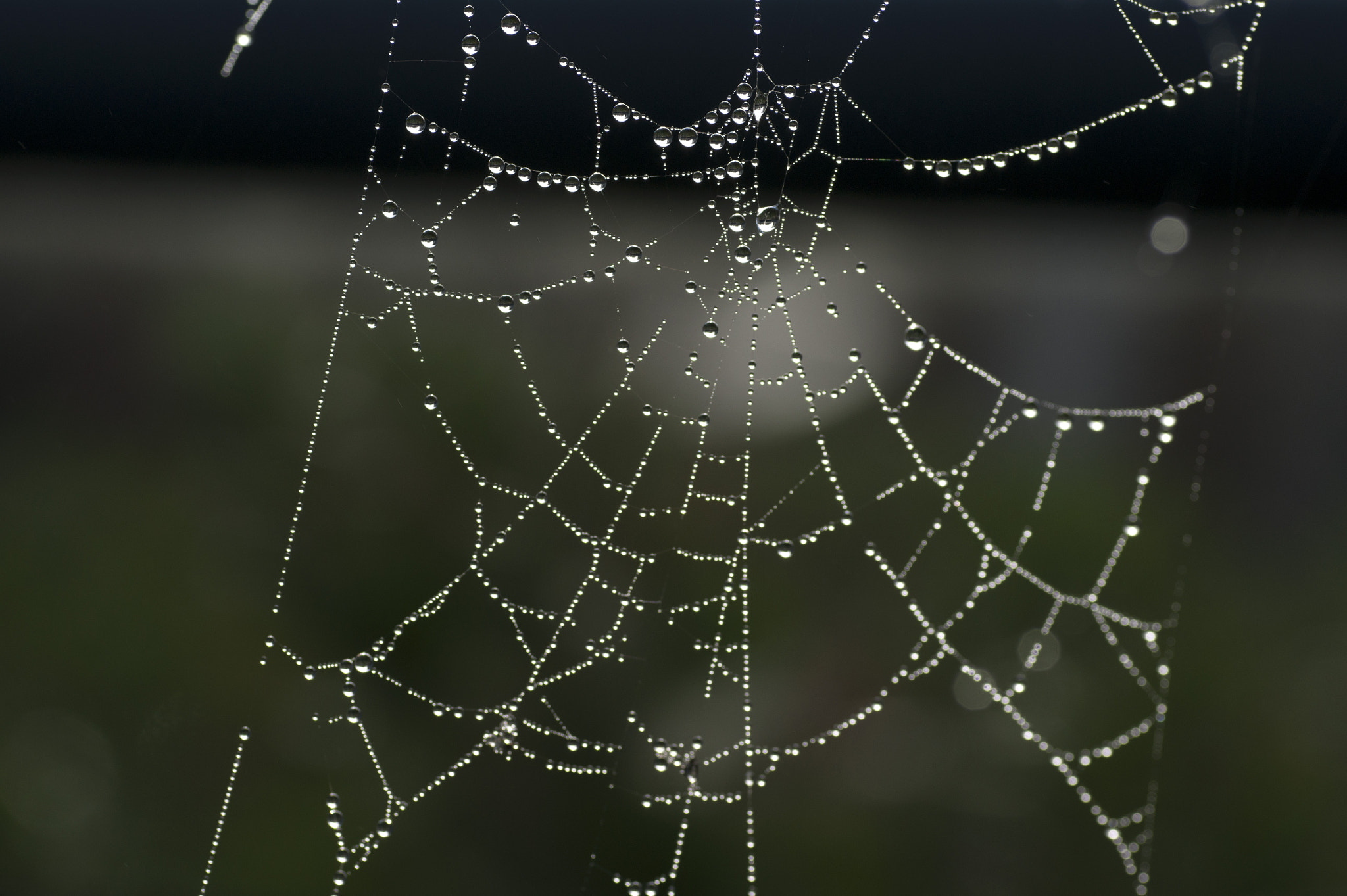 Sony Alpha DSLR-A390 + Tamron SP AF 90mm F2.8 Di Macro sample photo. Cobweb photography