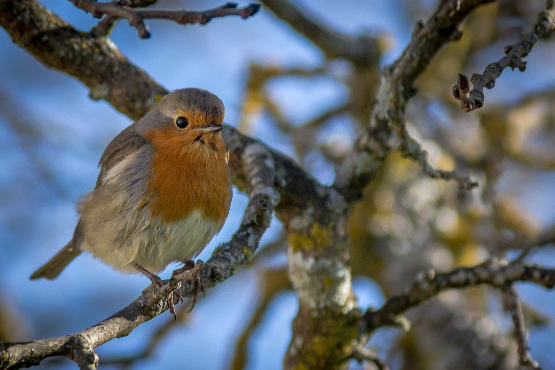 Nikon AF-Nikkor 80-200mm F2.8D ED sample photo. Erithacus rubecula photography