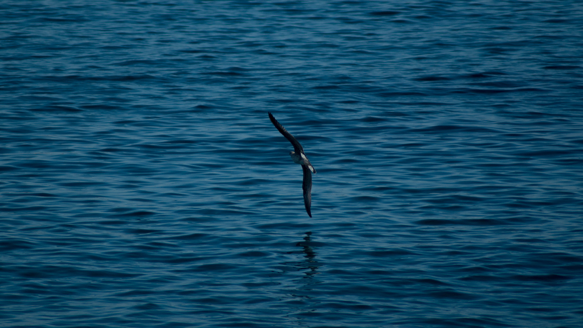 Tamron AF 70-300mm F4-5.6 Di LD Macro sample photo. Balance photography