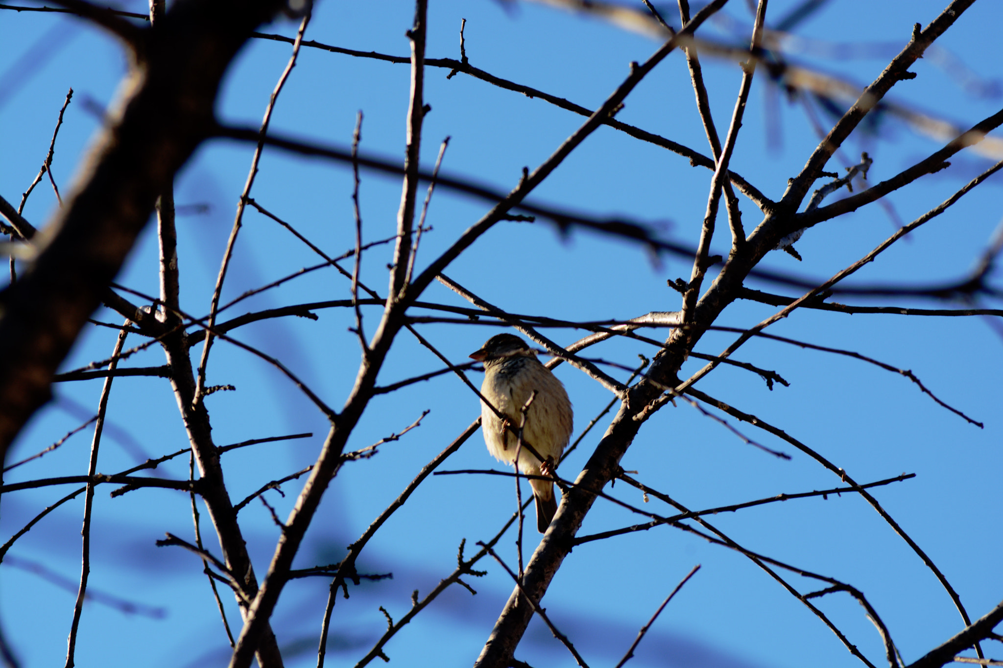 Nikon D7100 + AF Zoom-Nikkor 80-200mm f/4.5-5.6D sample photo. * photography