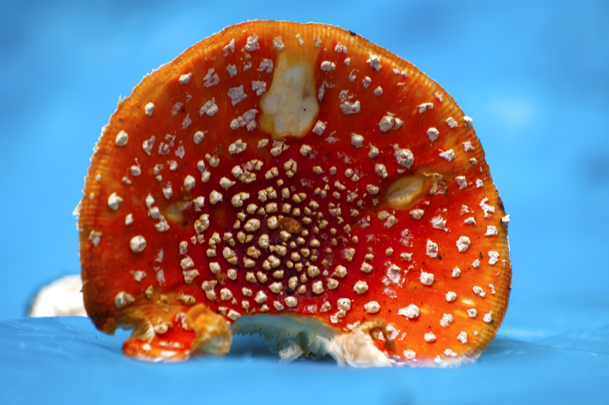 Sony Alpha DSLR-A390 + Sony DT 55-200mm F4-5.6 SAM sample photo. Fly agaric photography