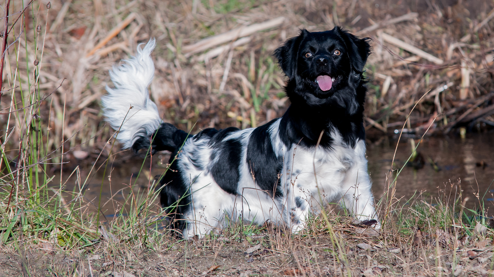 Sigma 70-200mm F2.8 EX DG Macro HSM II sample photo. What's up dog ? photography