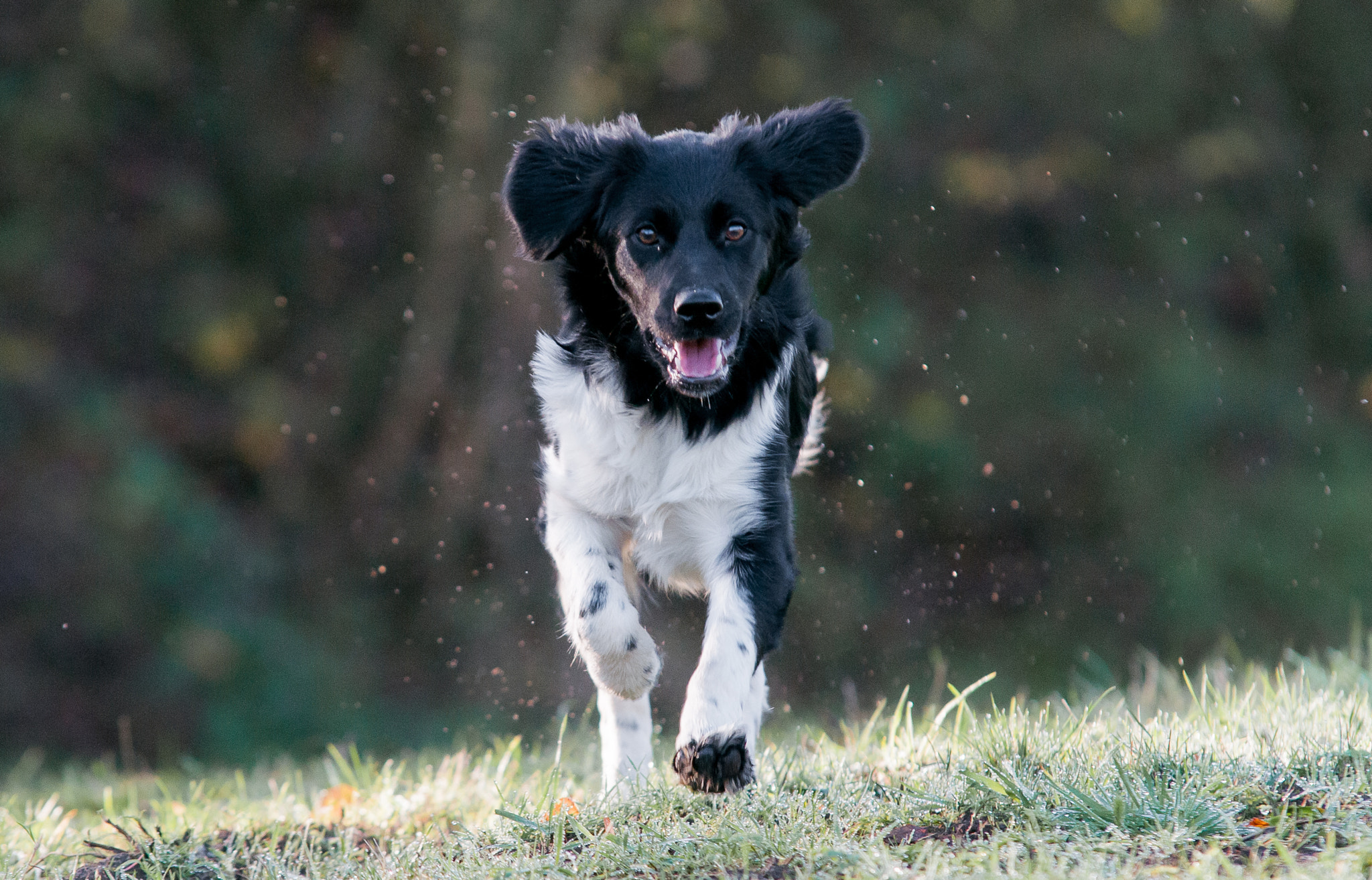 Sigma 70-200mm F2.8 EX DG Macro HSM II sample photo. Attack  (by puppy) photography