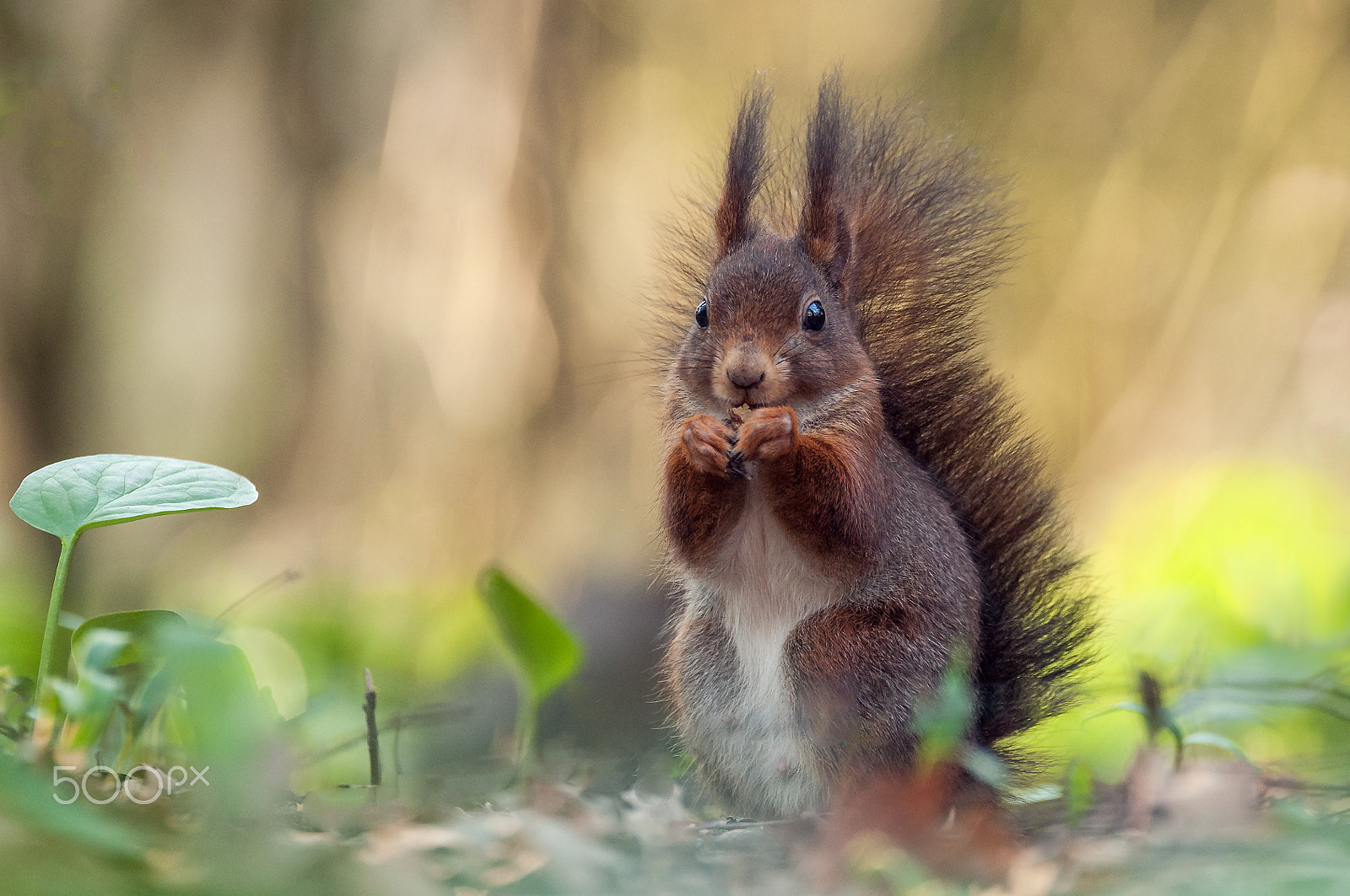 Sigma 120-300mm F2.8 EX DG HSM sample photo. Squirrel photography