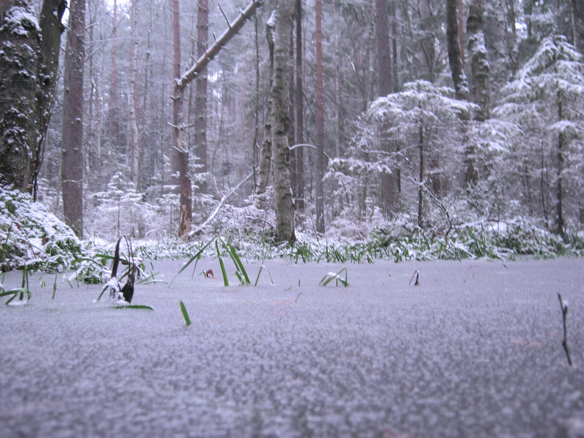Canon PowerShot A490 sample photo. Winter in the swamp photography