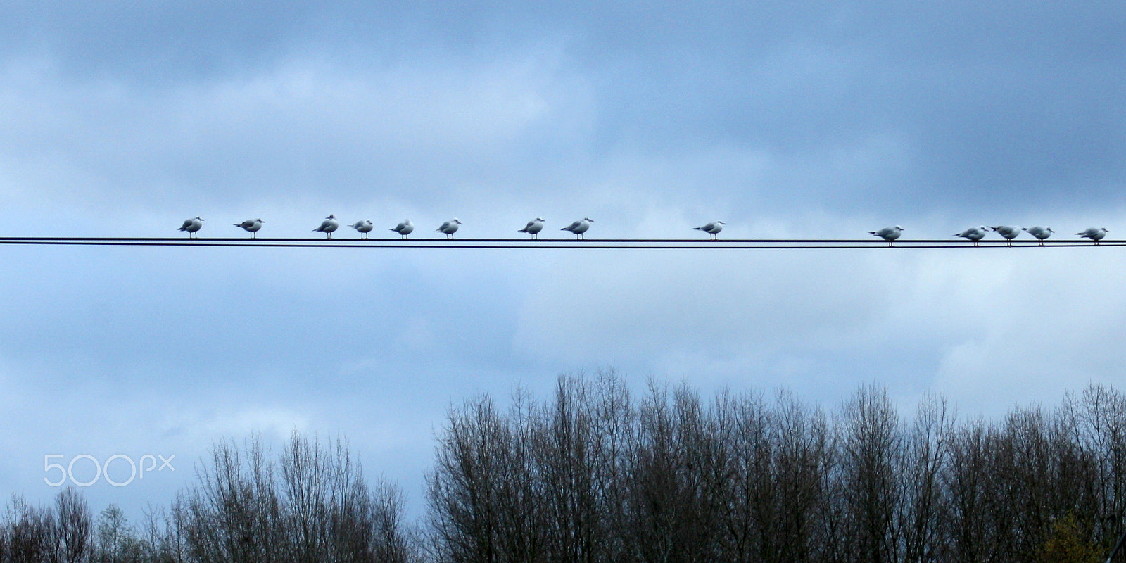 Canon EF 28-80mm f/3.5-5.6 sample photo. Birds on the wire photography