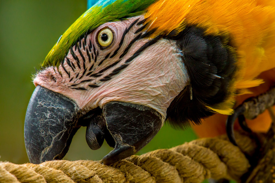 Sigma 150-500mm F5-6.3 DG OS HSM sample photo. Parrot photography