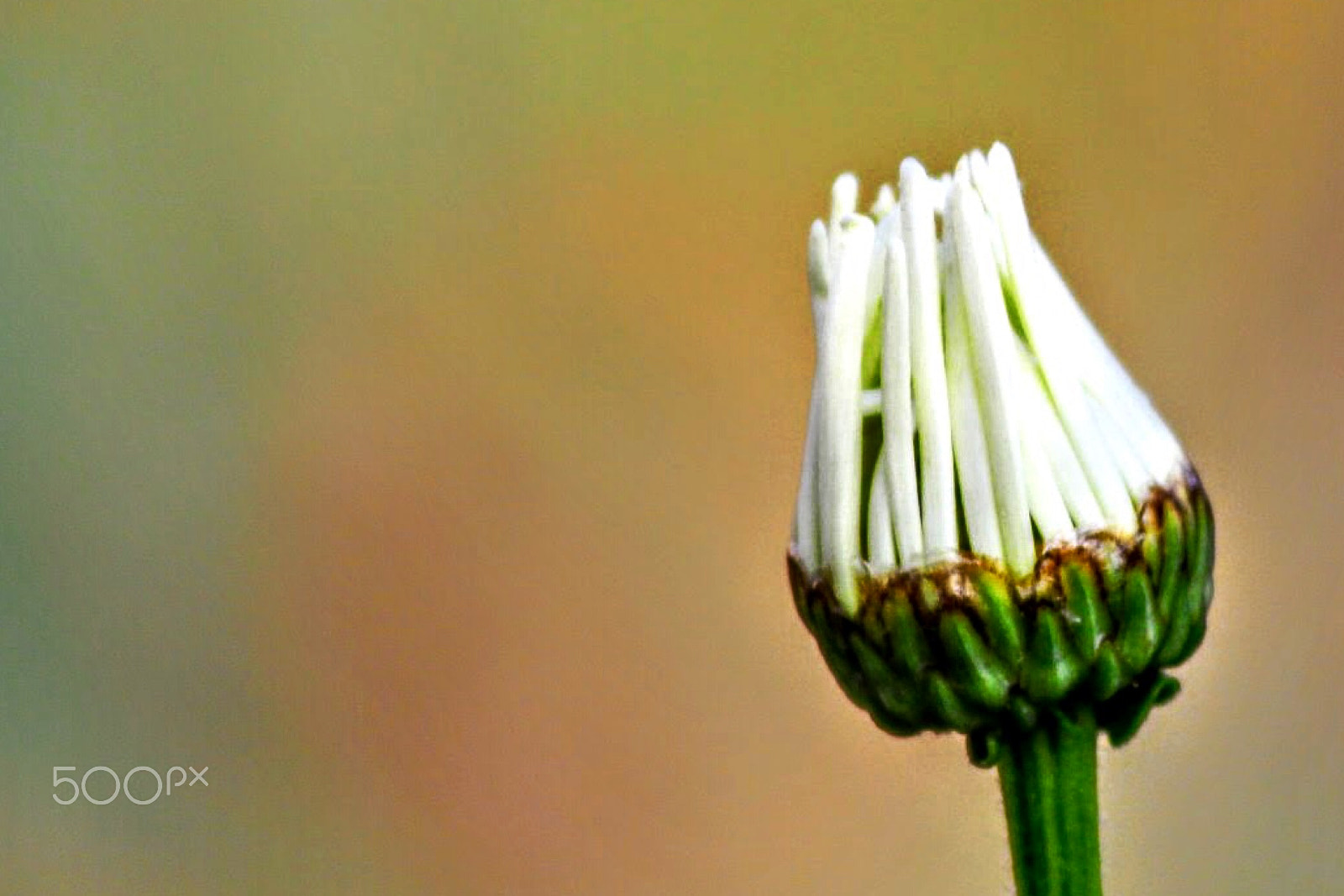 Canon EF-S 55-250mm F4-5.6 IS II sample photo. Budding flower... photography