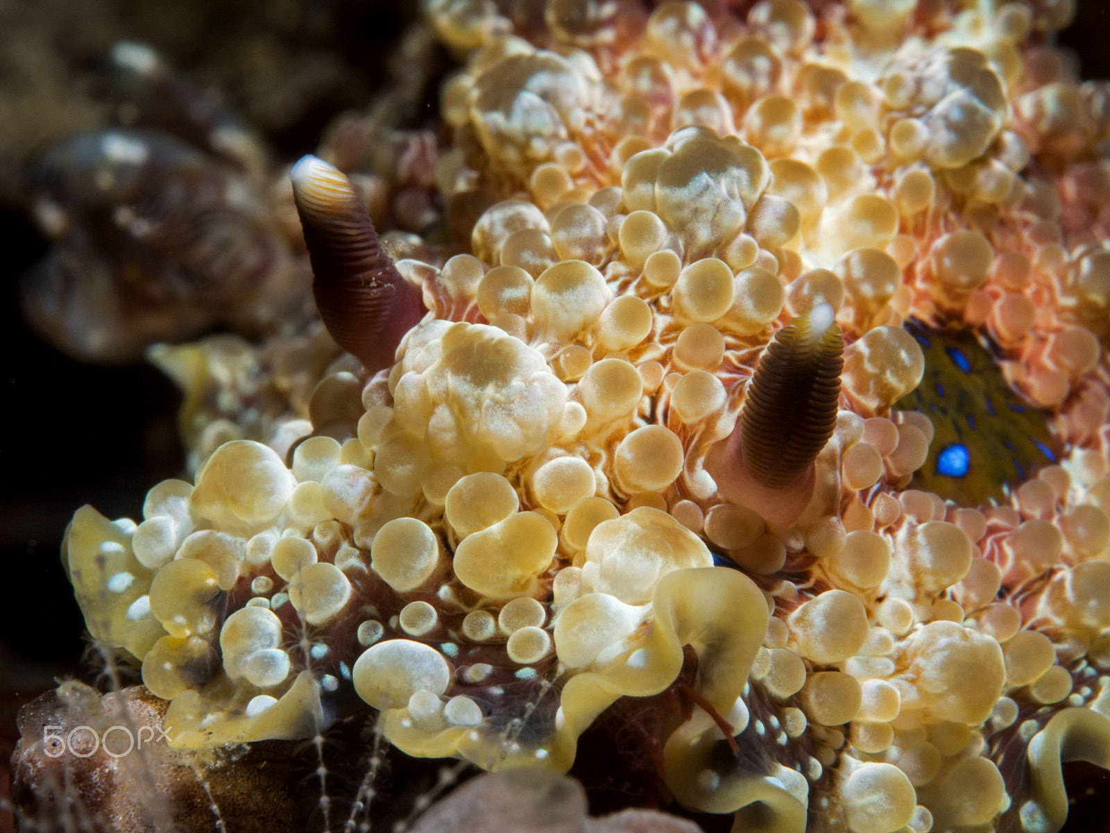 Panasonic Leica DG Macro-Elmarit 45mm F2.8 ASPH OIS sample photo. Dendrodoris denisoni photography