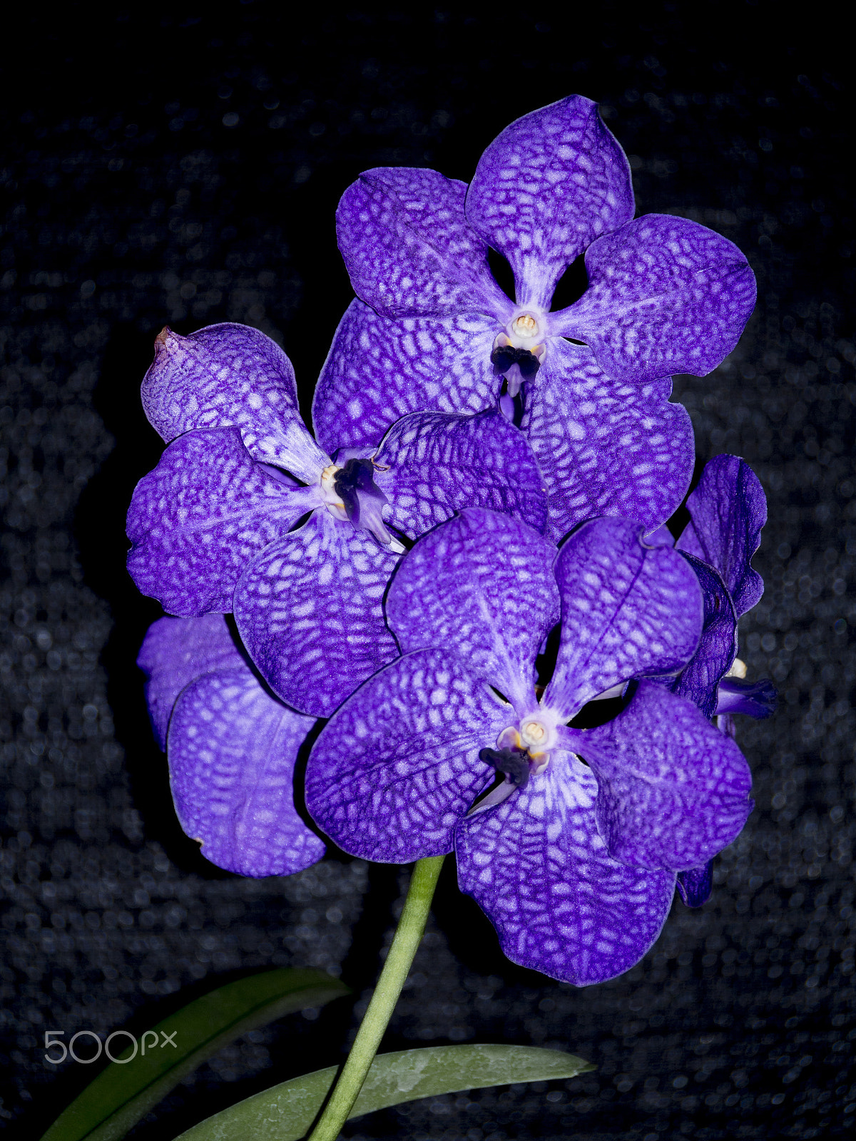 Olympus PEN E-PL5 sample photo. Orchid photography