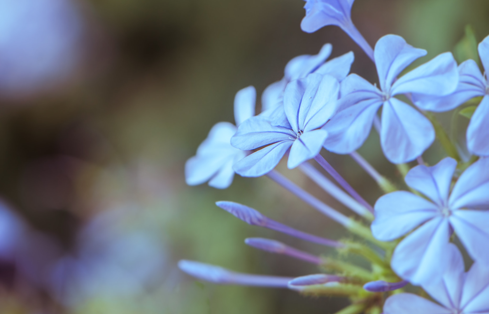 Nikon AF-S DX Micro-Nikkor 85mm F3.5G ED VR sample photo. Feeling blue photography