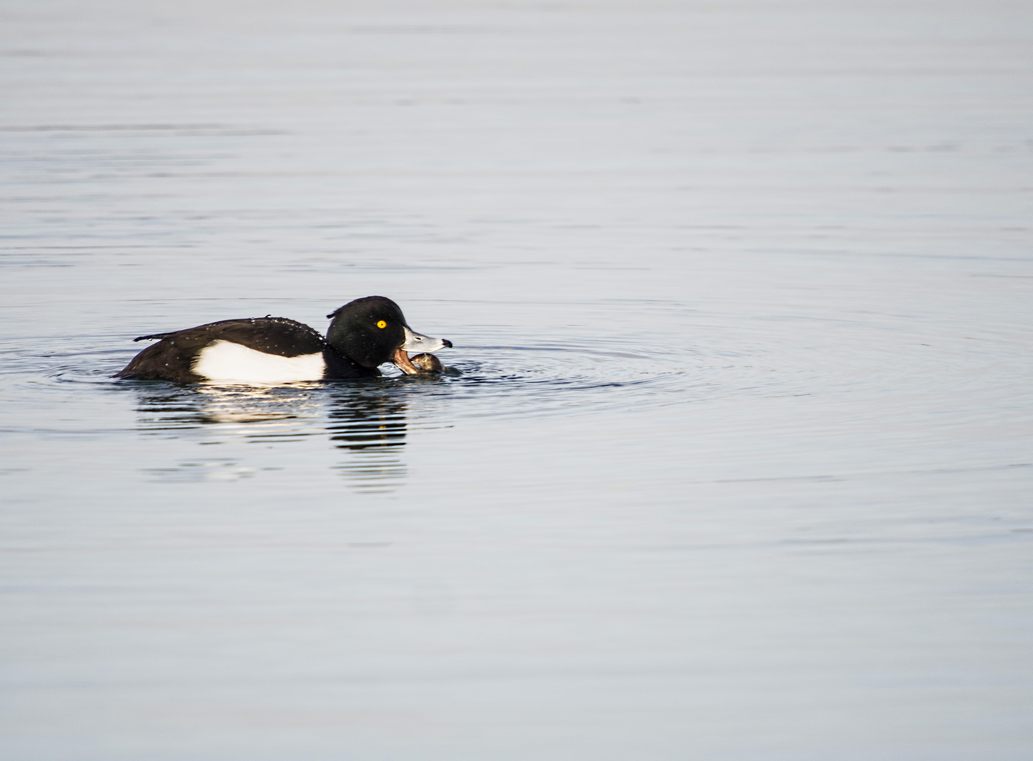 SIGMA 50-500mm F4-6.3 DG HSM sample photo. Tufted duck photography