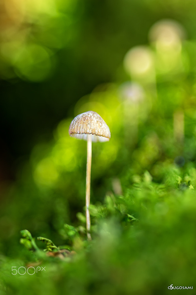 Canon EOS 70D + Sigma 105mm F2.8 EX DG Macro sample photo. Las luces del bosque photography