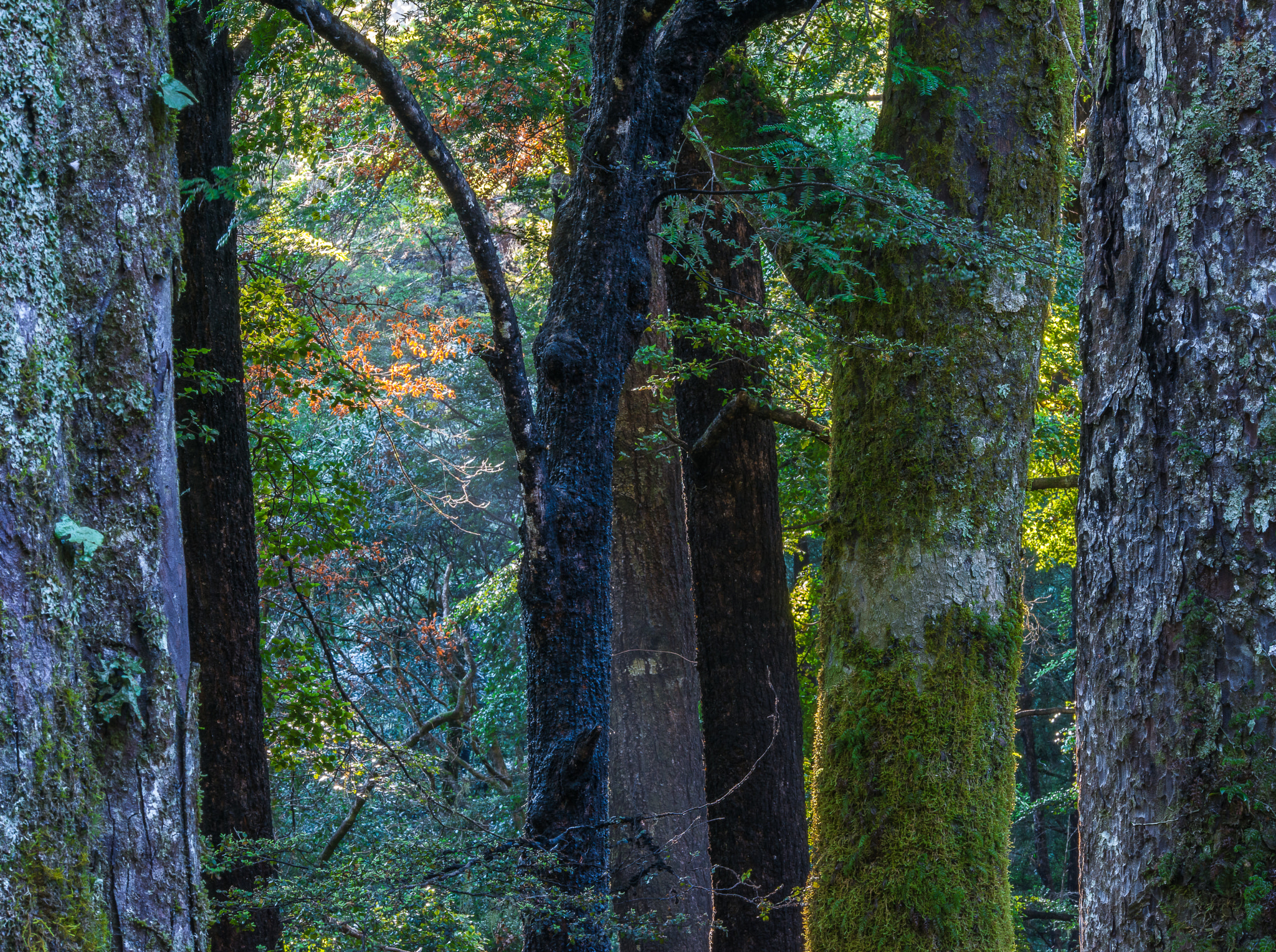Sigma 120-400mm F4.5-5.6 DG OS HSM sample photo. Forest window photography