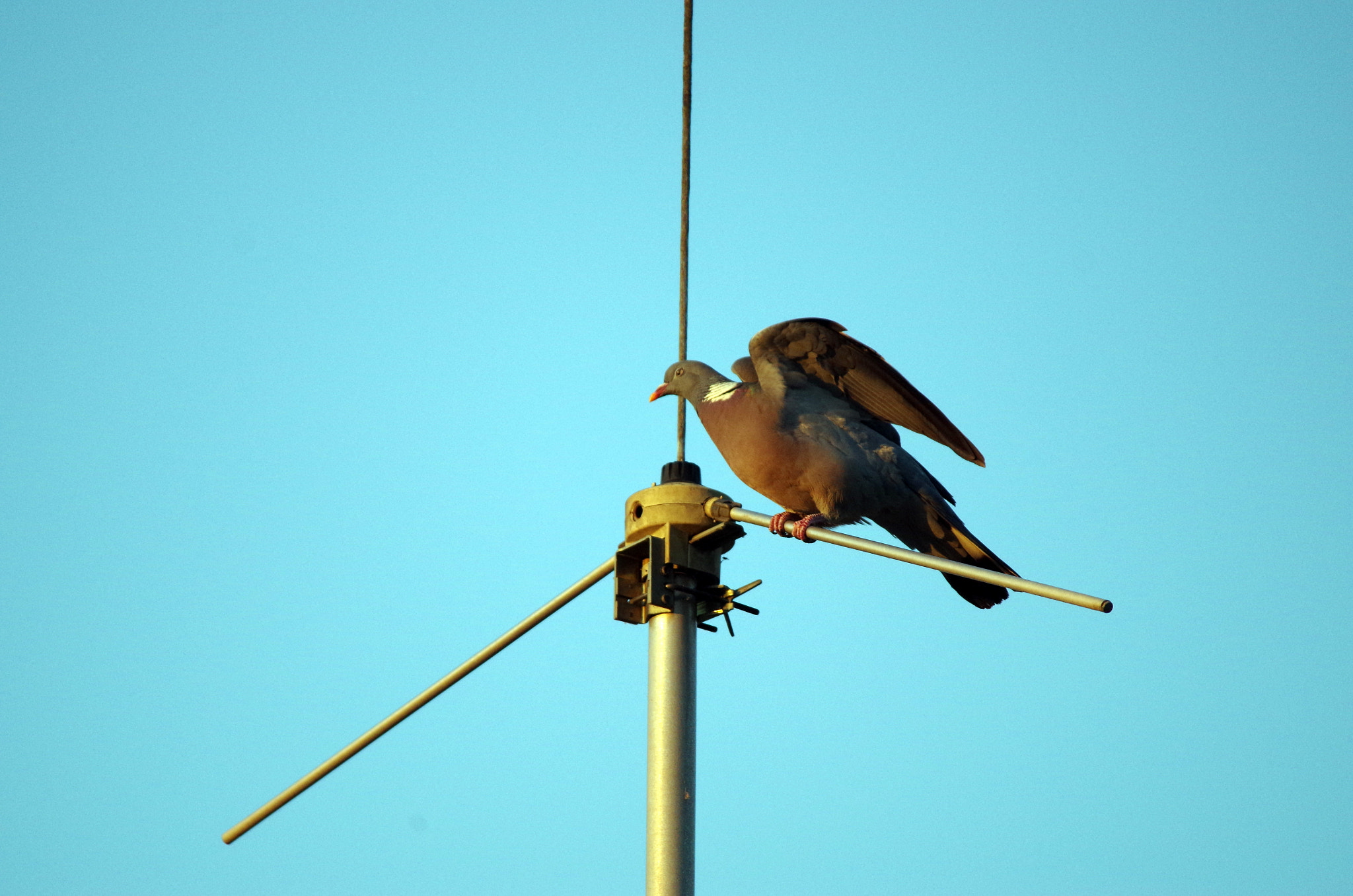 Sigma 150-500mm F5-6.3 DG OS HSM sample photo. The landing photography