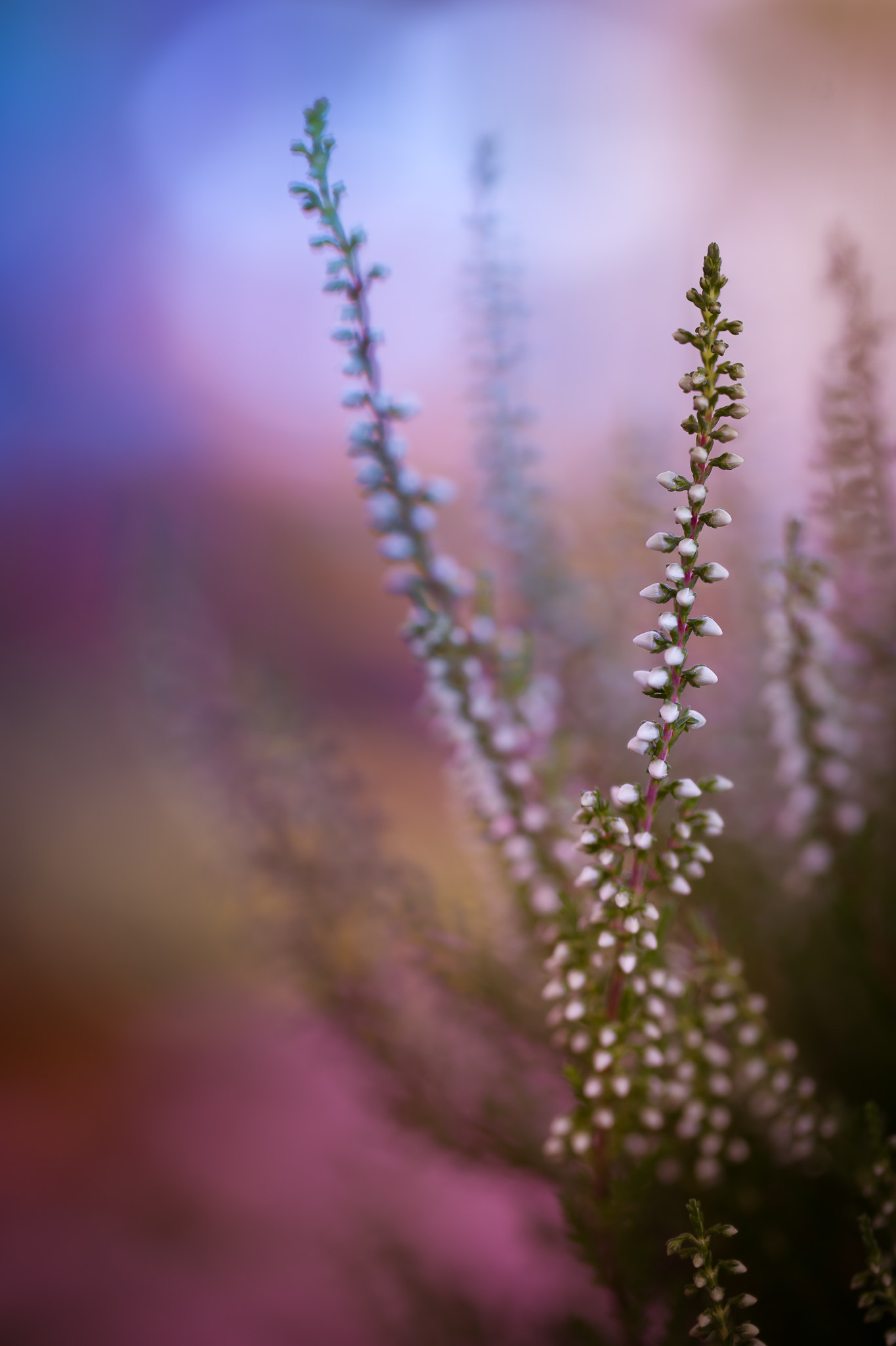 100mm F2.8 G SSM OSS sample photo. Dreamy heather... photography