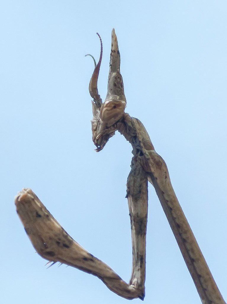 Sony Alpha DSLR-A700 + Tamron SP AF 90mm F2.8 Di Macro sample photo. Alienigena photography