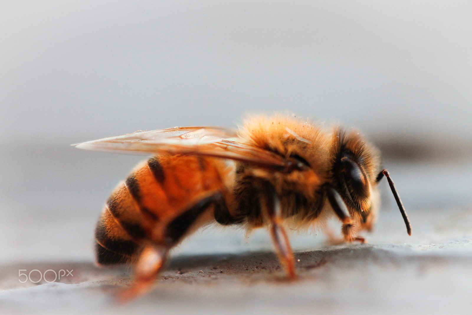 Canon EF-S 60mm F2.8 Macro USM sample photo. Mr. bee photography