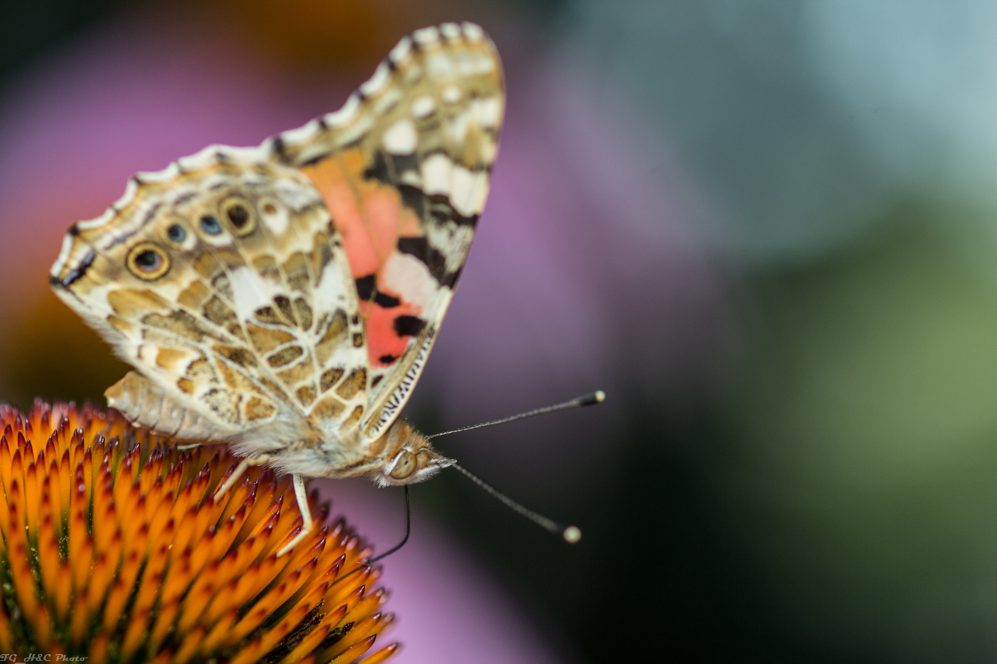 Canon EOS 600D (Rebel EOS T3i / EOS Kiss X5) + Canon EF 100mm F2.8 Macro USM sample photo. Butterfly photography