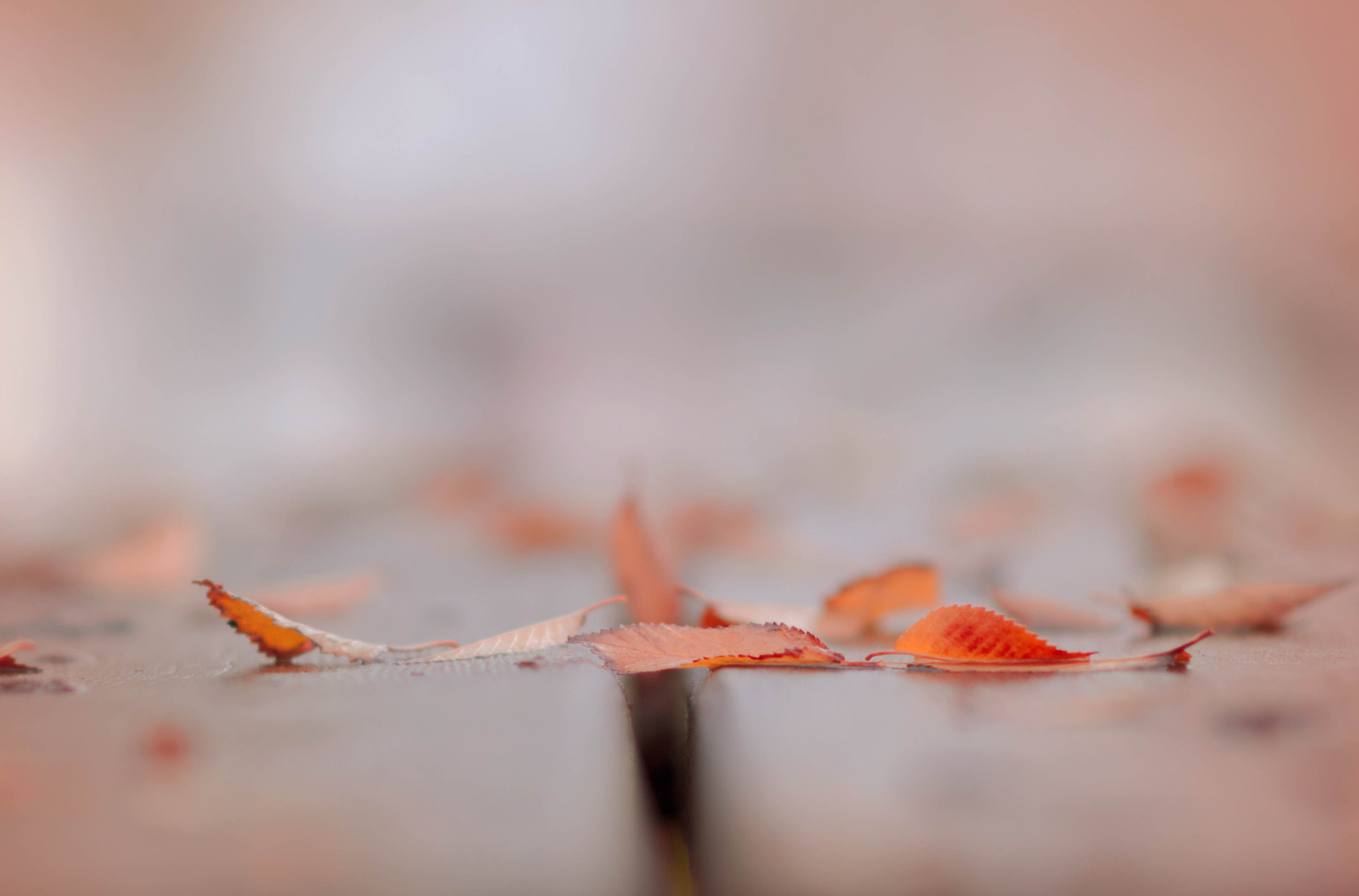 AF DC-Nikkor 135mm f/2D sample photo. Calidez de otoño photography