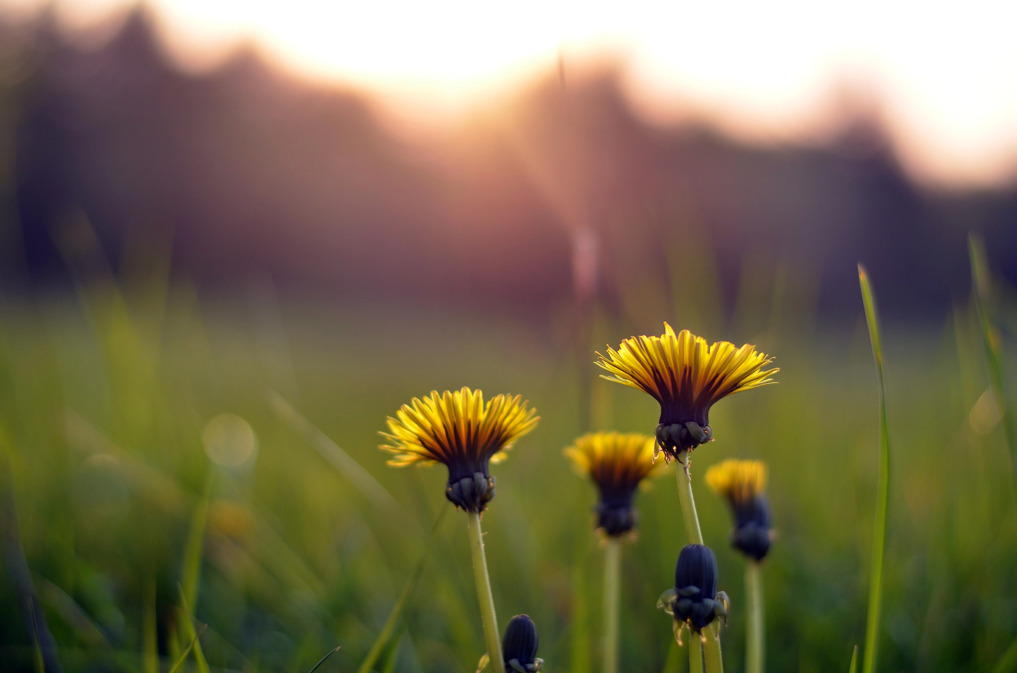 Nikon D5100 + Sigma 24-60mm F2.8 EX DG sample photo. Flower photography