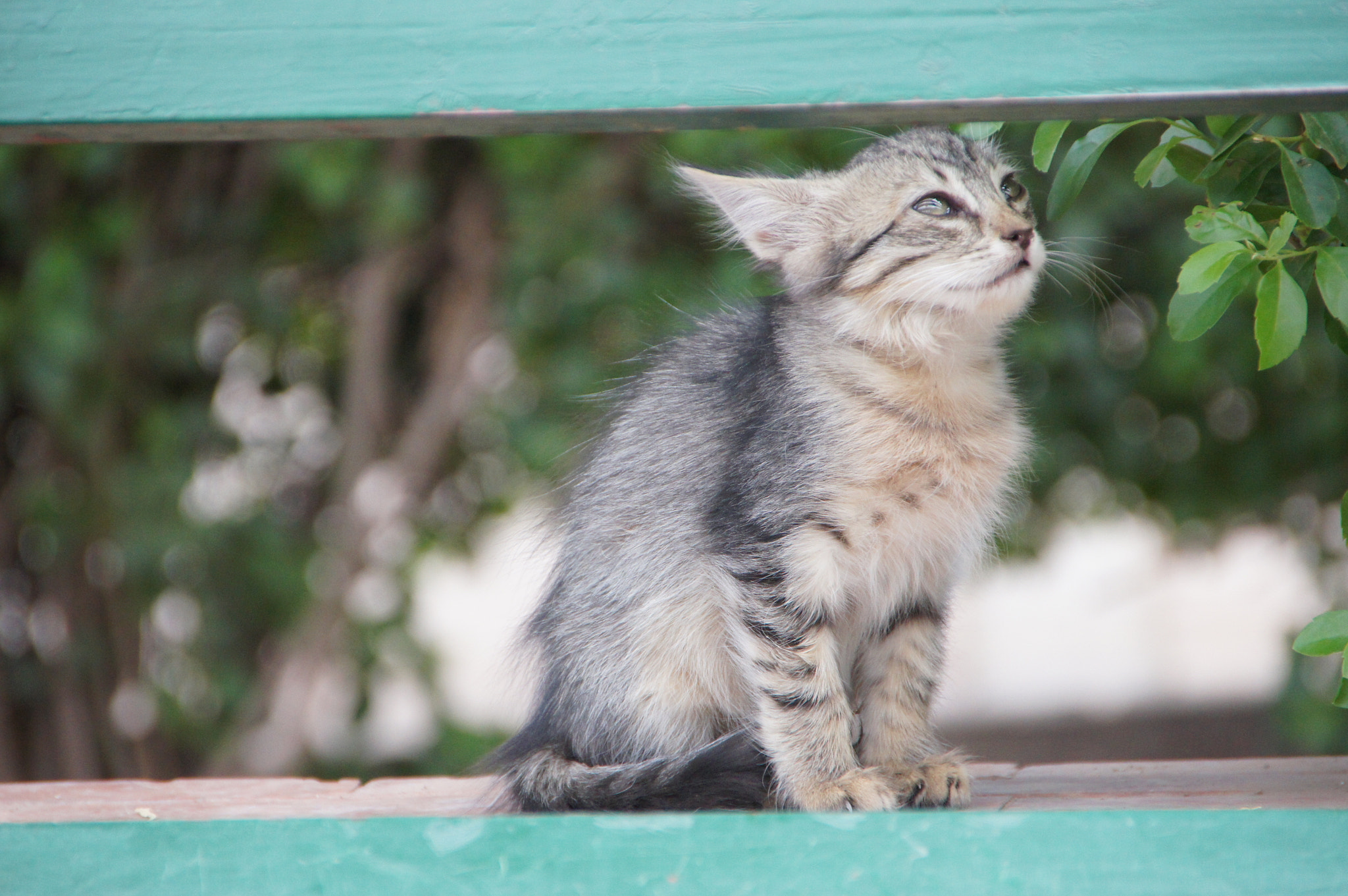 Sigma 18-250mm F3.5-6.3 DC OS HSM sample photo. Little blue cat photography