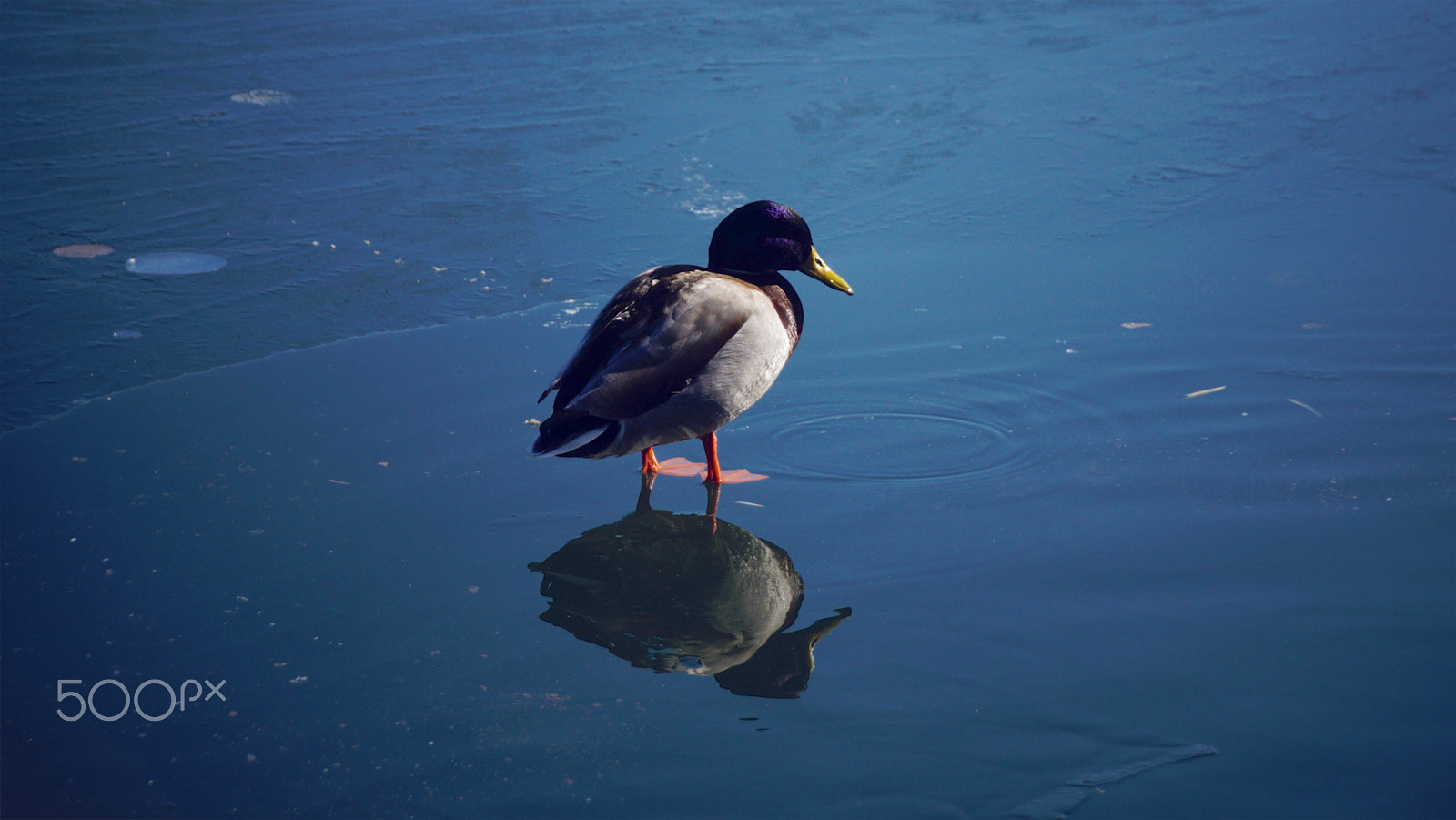 Sony ILCA-77M2 sample photo. On the ice photography