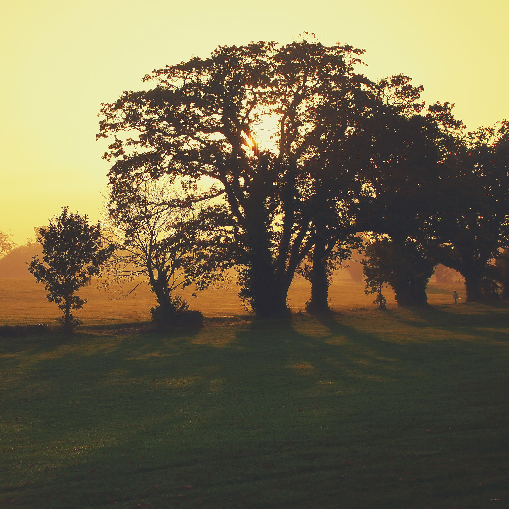 Olympus PEN E-PM1 + Sigma 30mm F2.8 EX DN sample photo. Golden sunset photography