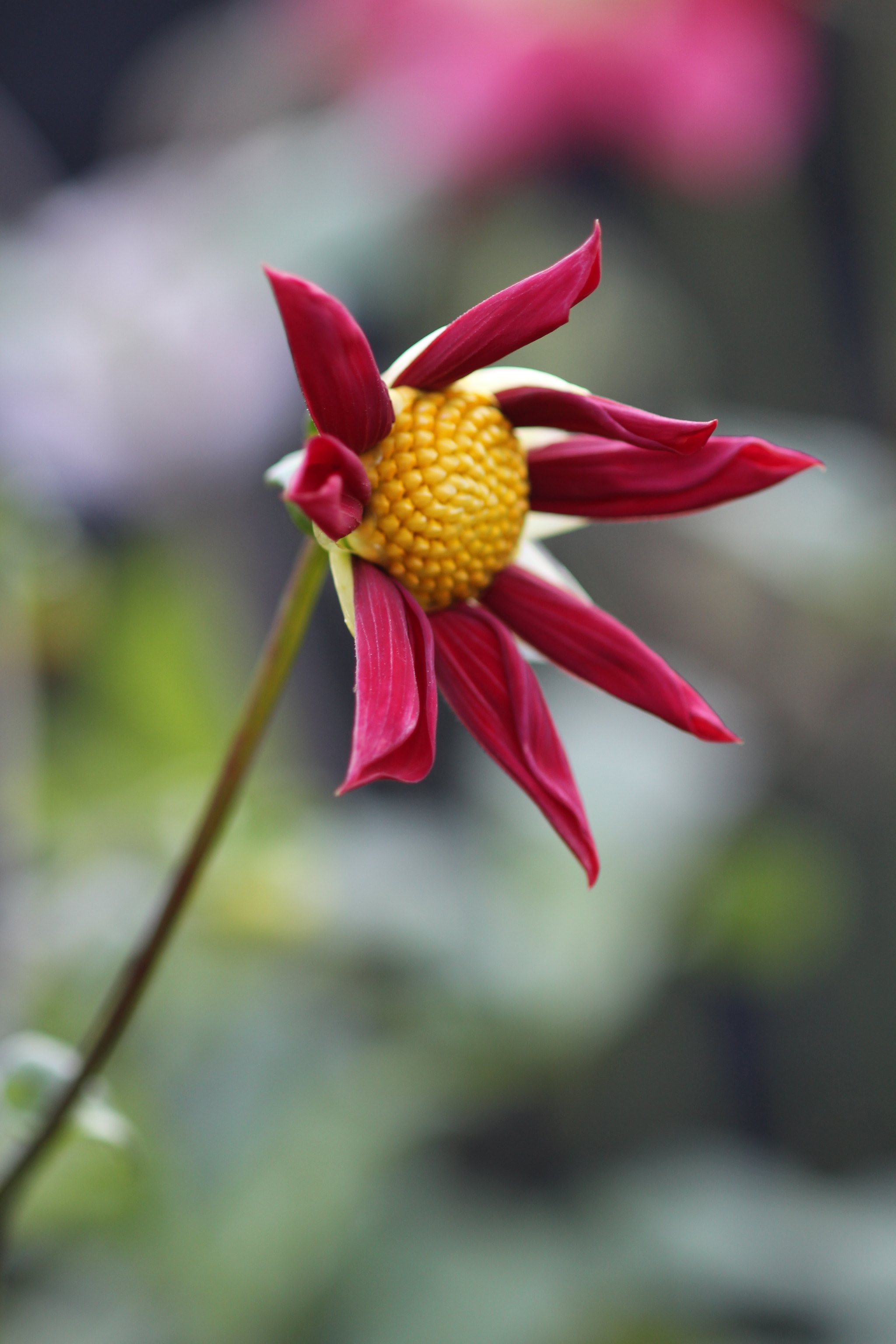 Canon EOS 700D (EOS Rebel T5i / EOS Kiss X7i) + Canon EF 100mm F2.8 Macro USM sample photo. Handsomely yours photography