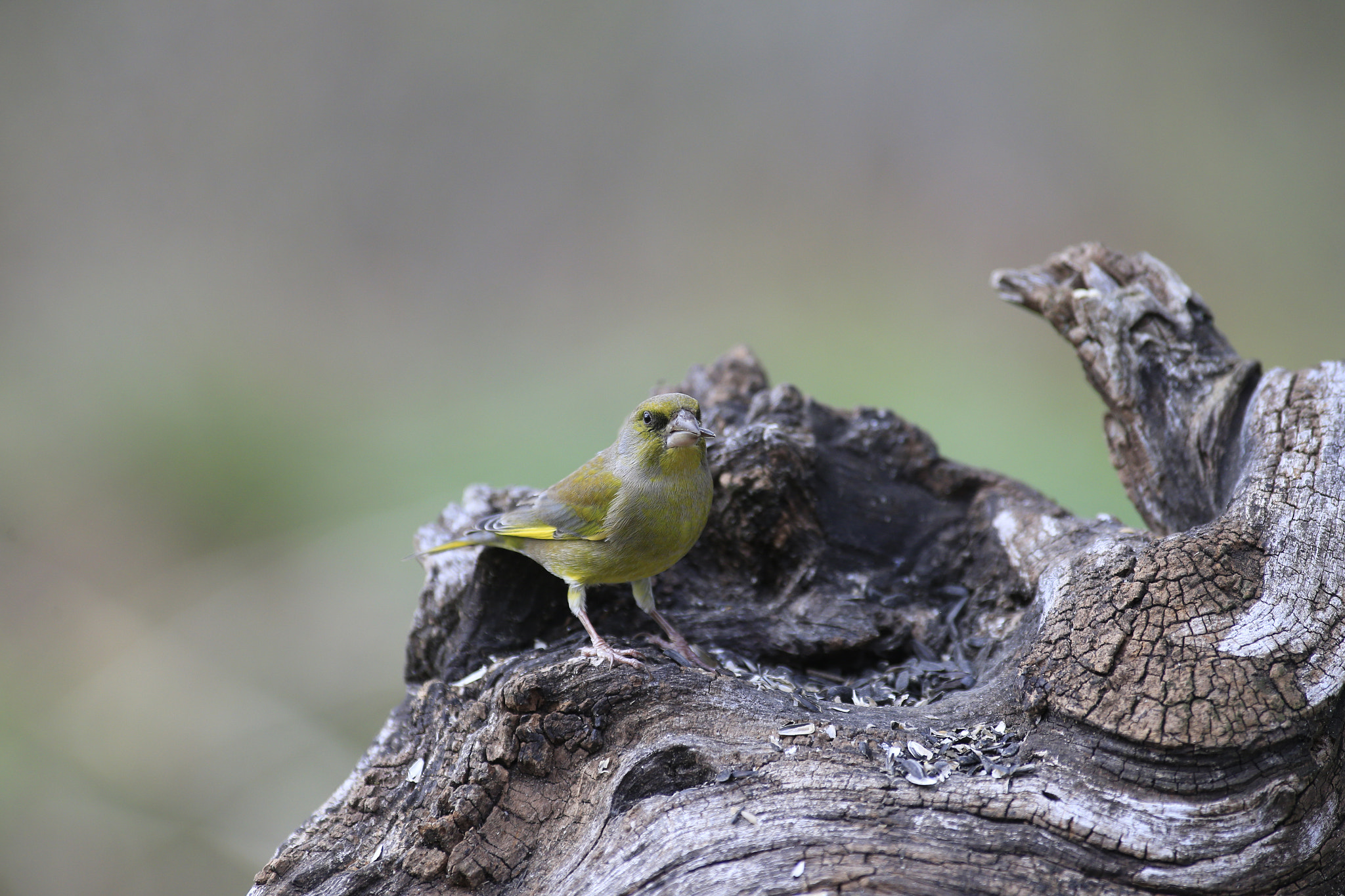 Canon EF 300mm f/2.8L + 1.4x sample photo. Verdone photography