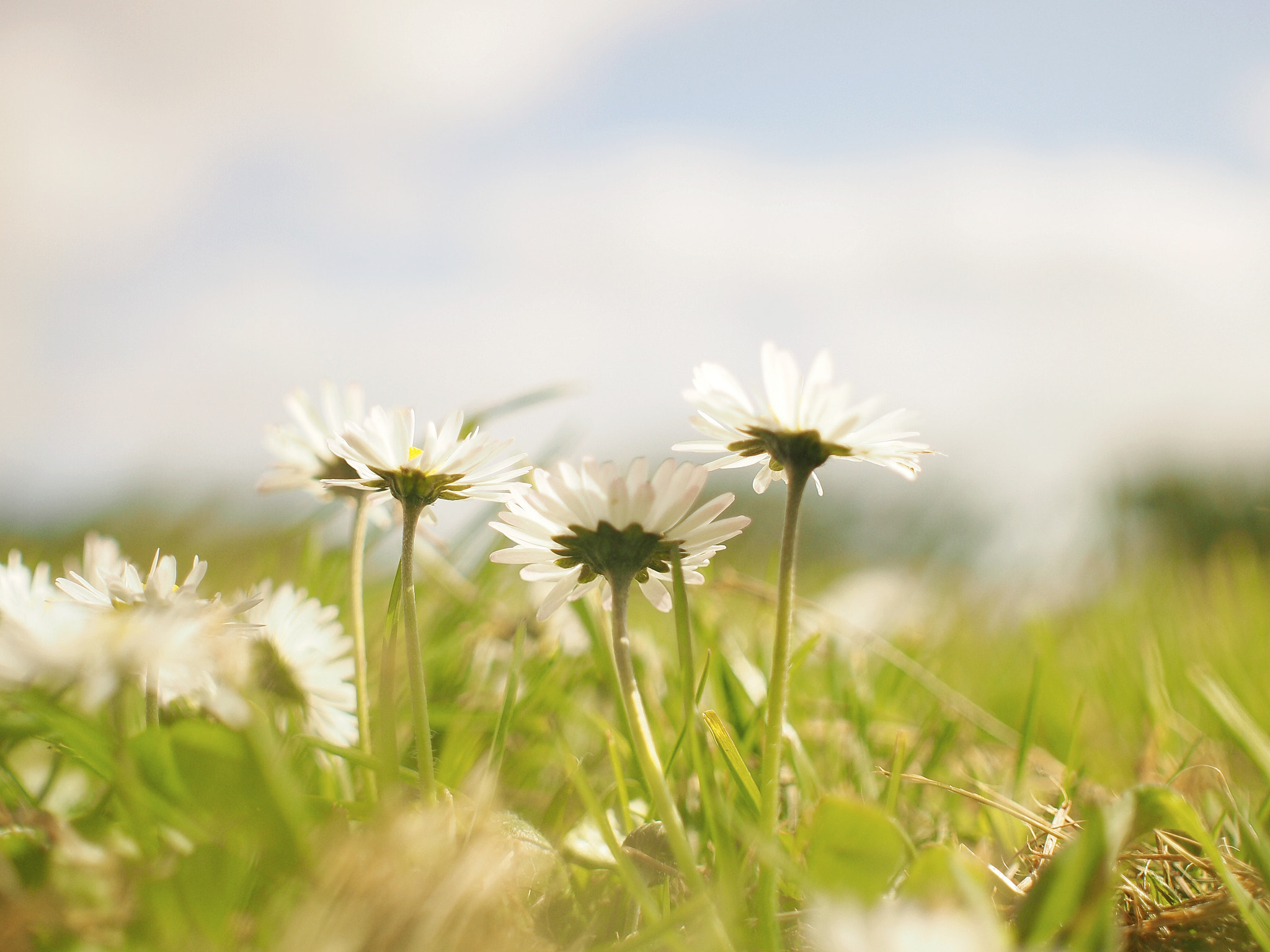 Olympus PEN E-PM1 + Sigma 30mm F2.8 EX DN sample photo. Daisys photography