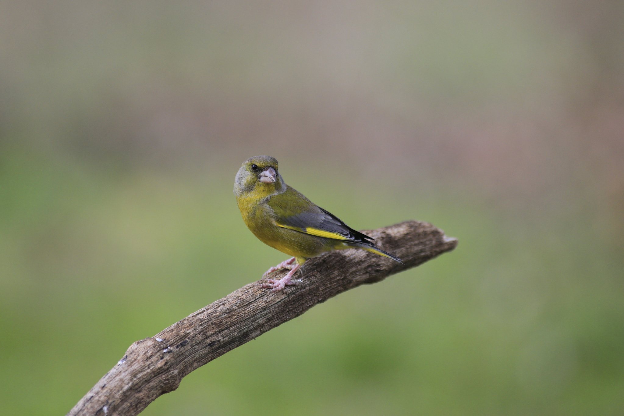 Canon EF 300mm f/2.8L + 1.4x sample photo. Verdone photography