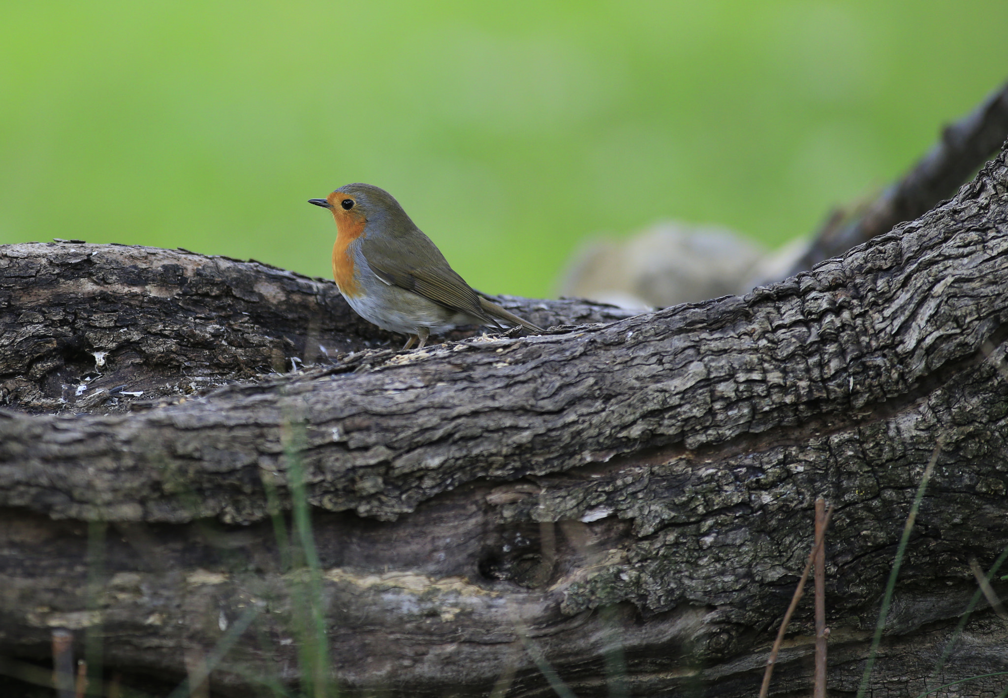 Canon EF 300mm f/2.8L + 1.4x sample photo. Pettirosso photography
