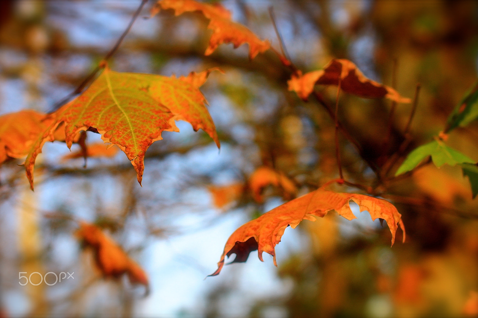 Sigma 50mm F1.4 EX DG HSM sample photo. Late autumn tone photography