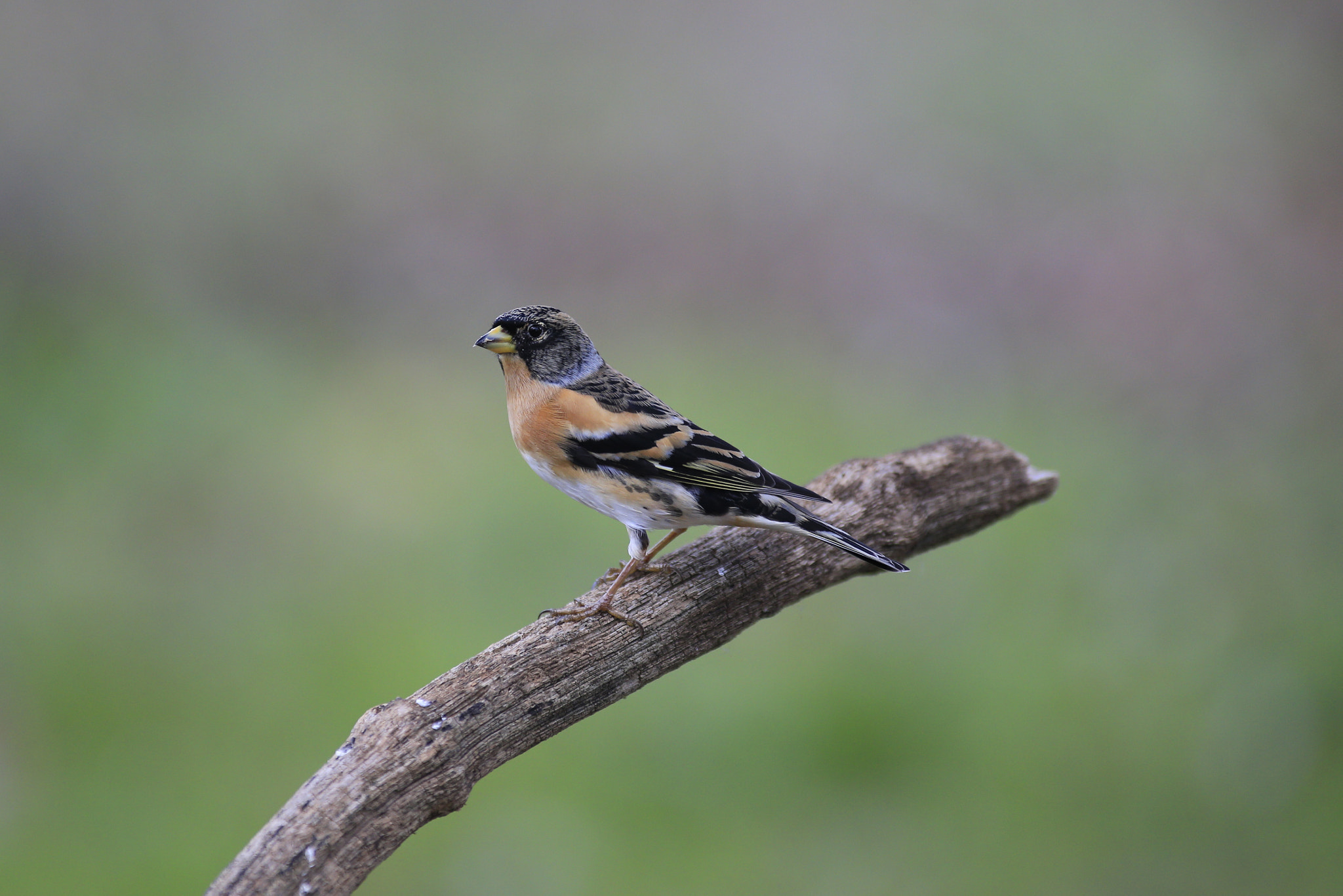 Canon EF 300mm f/2.8L + 1.4x sample photo. Peppola photography