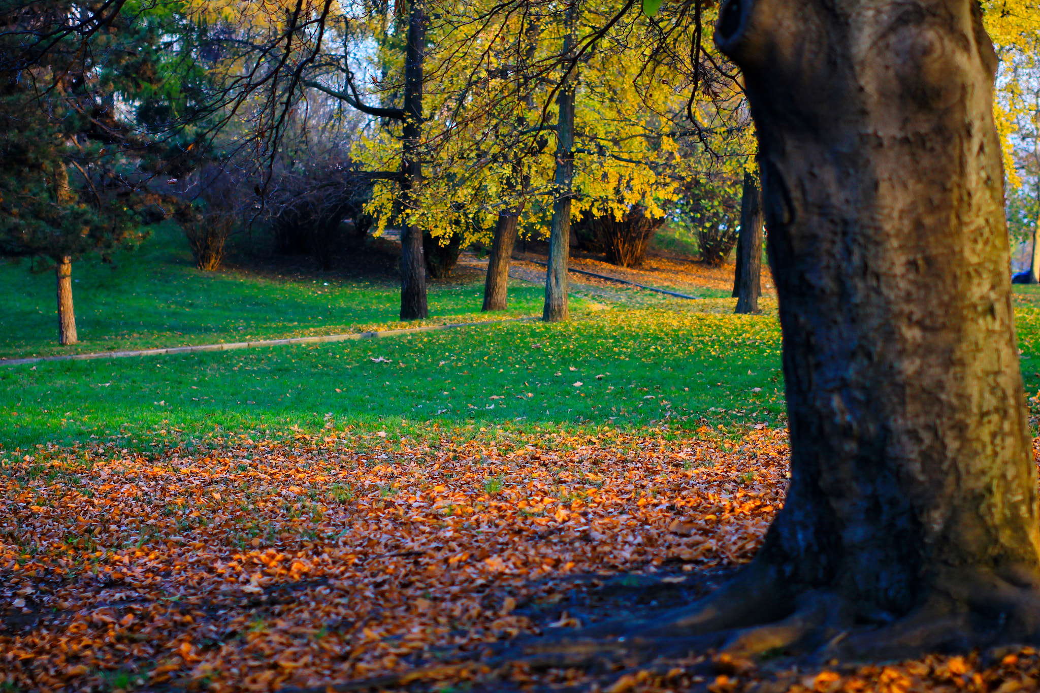 Sigma 50mm F1.4 EX DG HSM sample photo. Autumn moquette photography