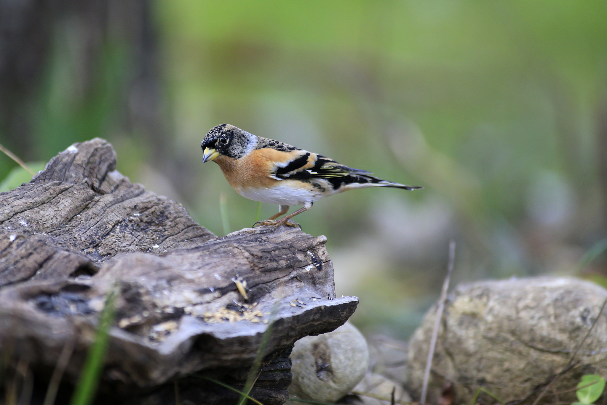 Canon EF 300mm f/2.8L + 1.4x sample photo. Peppola photography