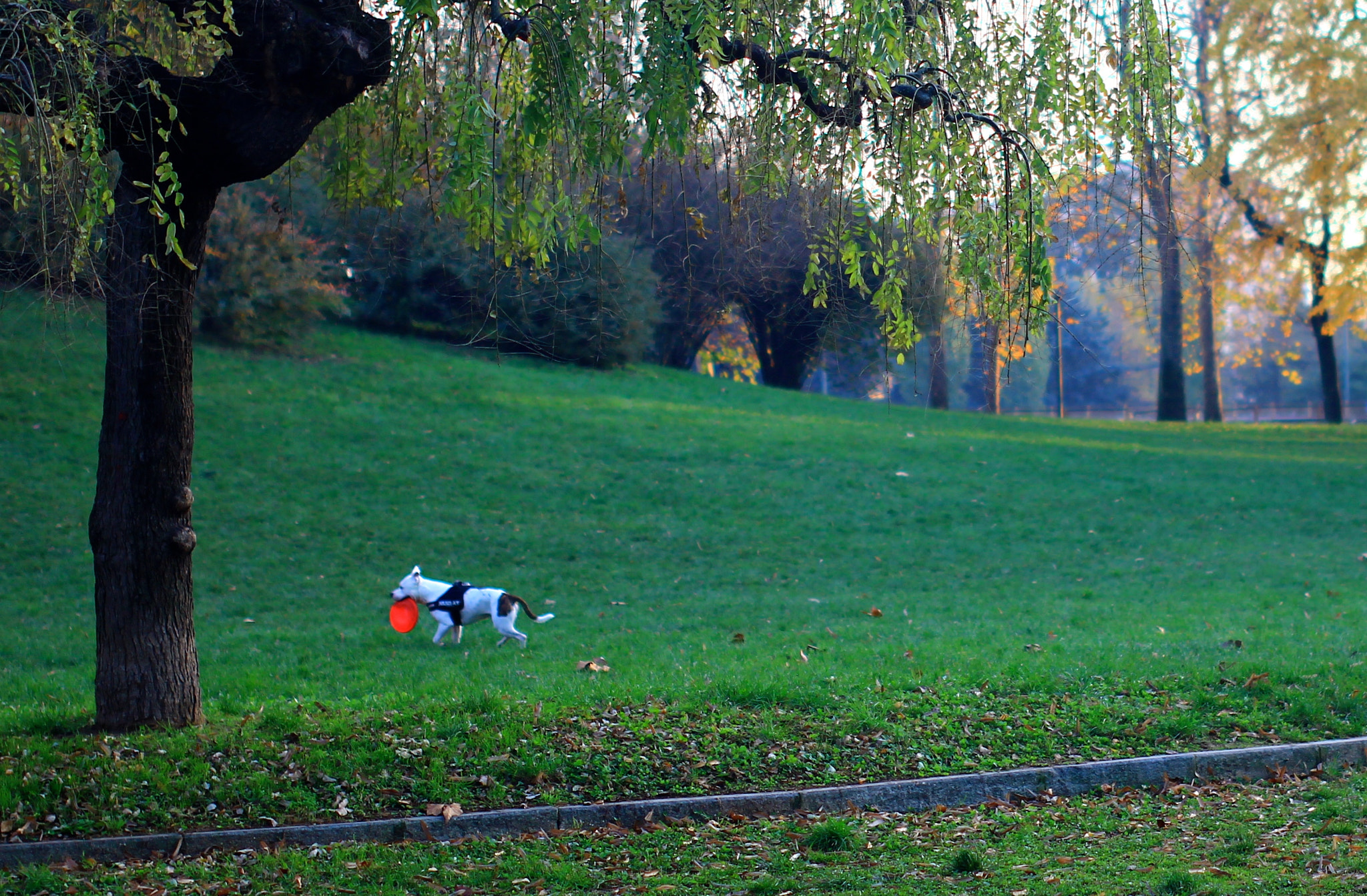 Sigma 50mm F1.4 EX DG HSM sample photo. Frisbee dog photography