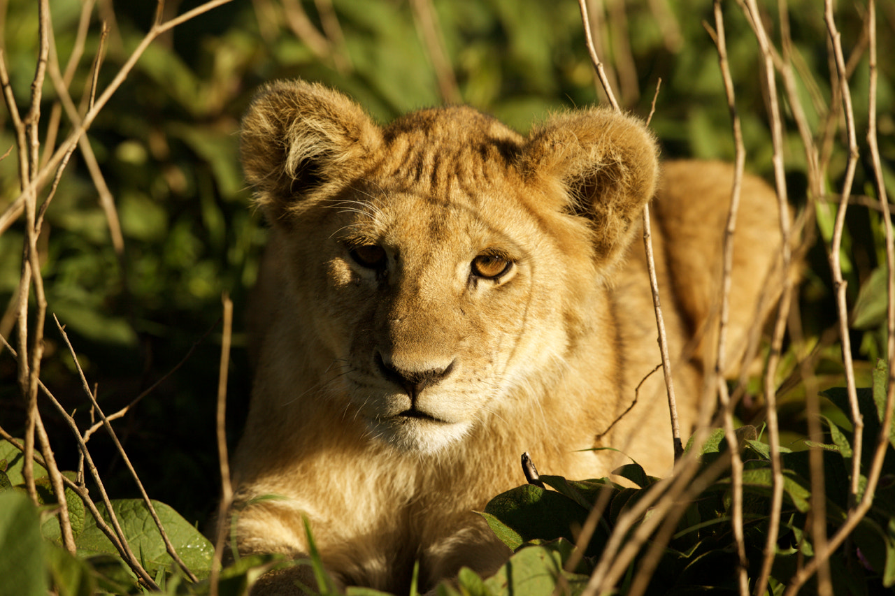 Canon EF 500mm F4L IS II USM sample photo. Lion cup photography