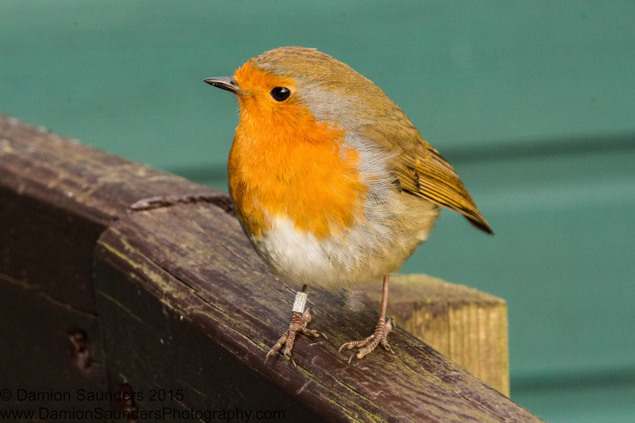 Canon EF 70-300mm F4-5.6L IS USM sample photo. Animal life photography