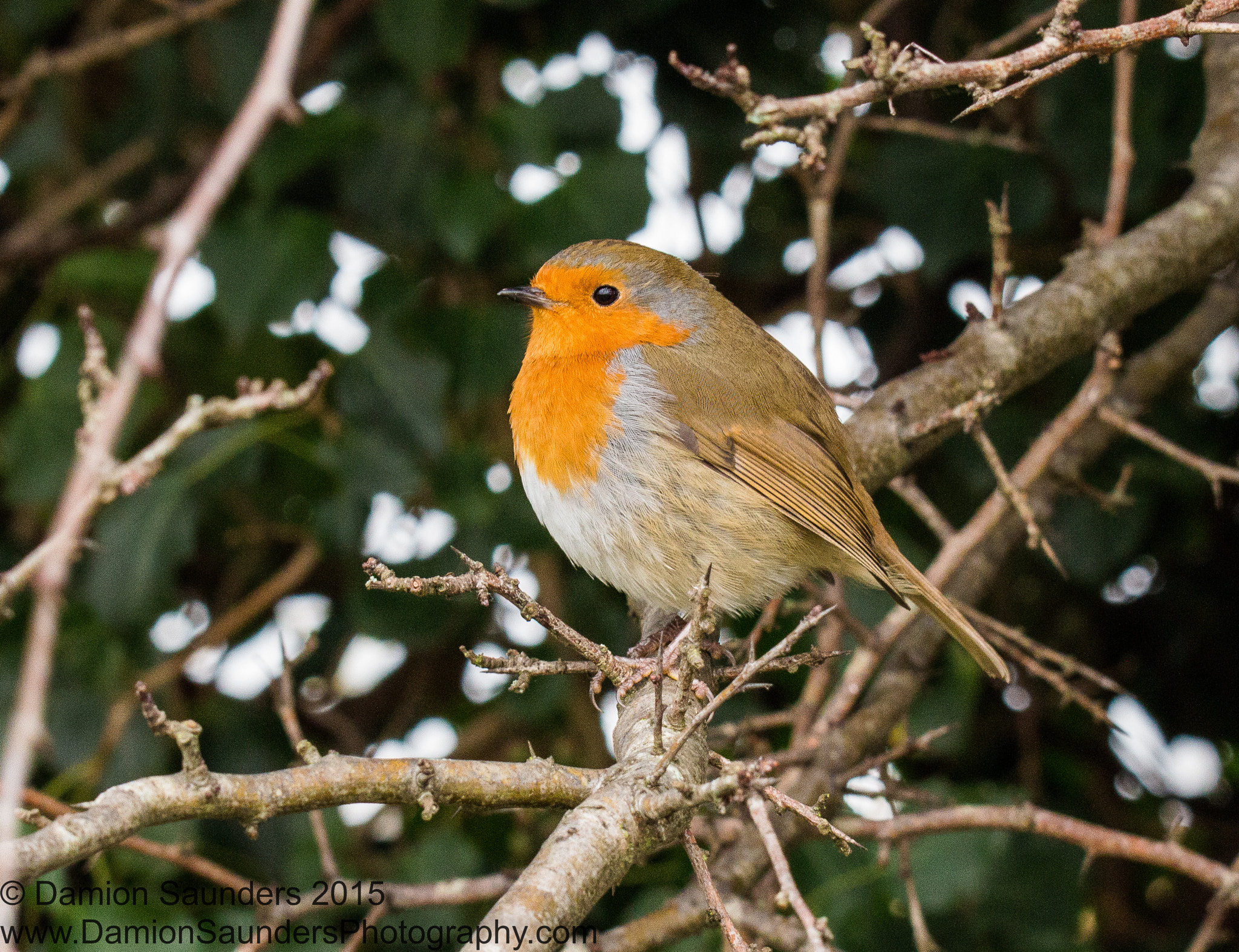 Sigma 150-600mm F5-6.3 DG OS HSM | C sample photo. Animal life photography